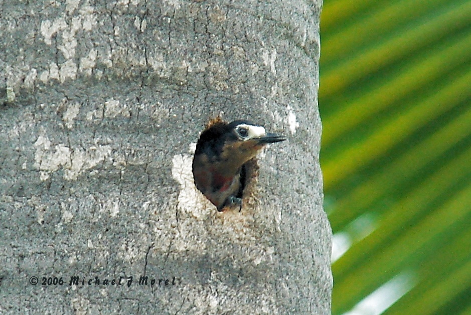 Club Deportivo Cabo Rojo April 24,2006 (nesting) White breast is female and red breast is male | Carpintero de Puerto Rico