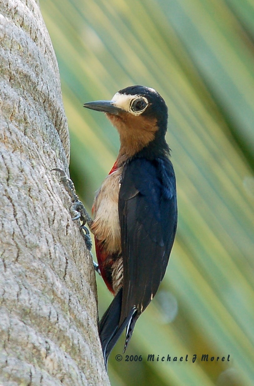Club Deportivo Cabo Rojo April 29,2006 | Carpintero de Puerto Rico