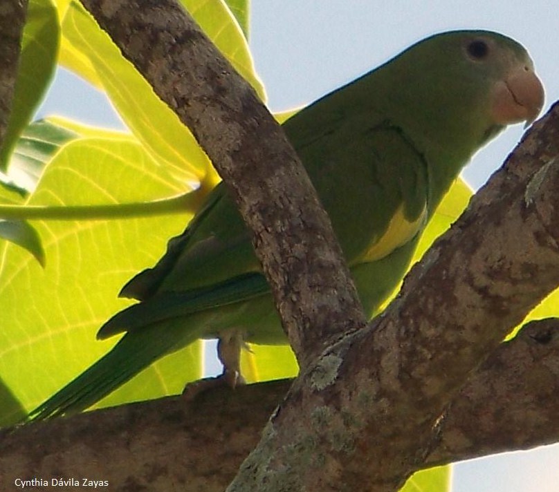 Avistamiento: Parque Luis Muñoz Rivera | Periquito Aliblanco