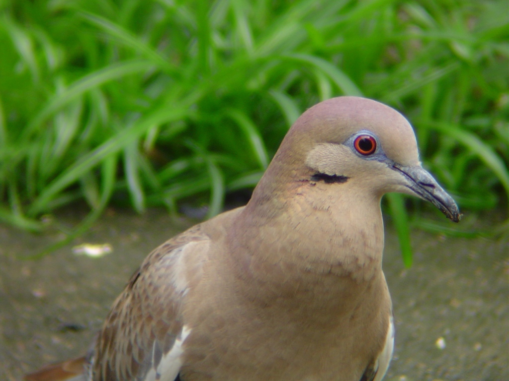 Macho - Male | Tórtola Aliblanca