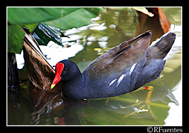 Gallareta ComĂșn | Gallareta Común