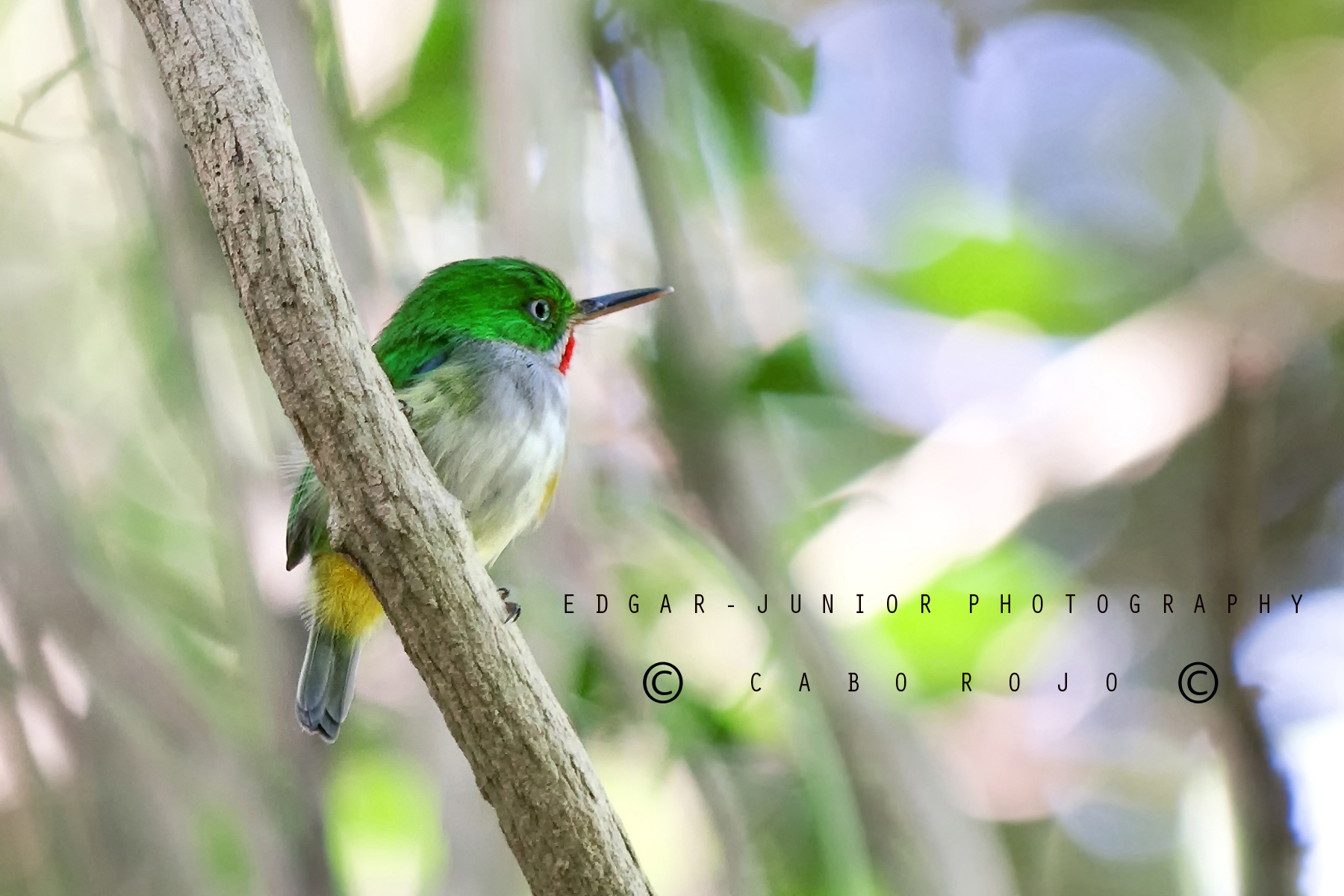 Foto Tomada en la reserva natural de guaniquilla cabo rojo | San Pedrito