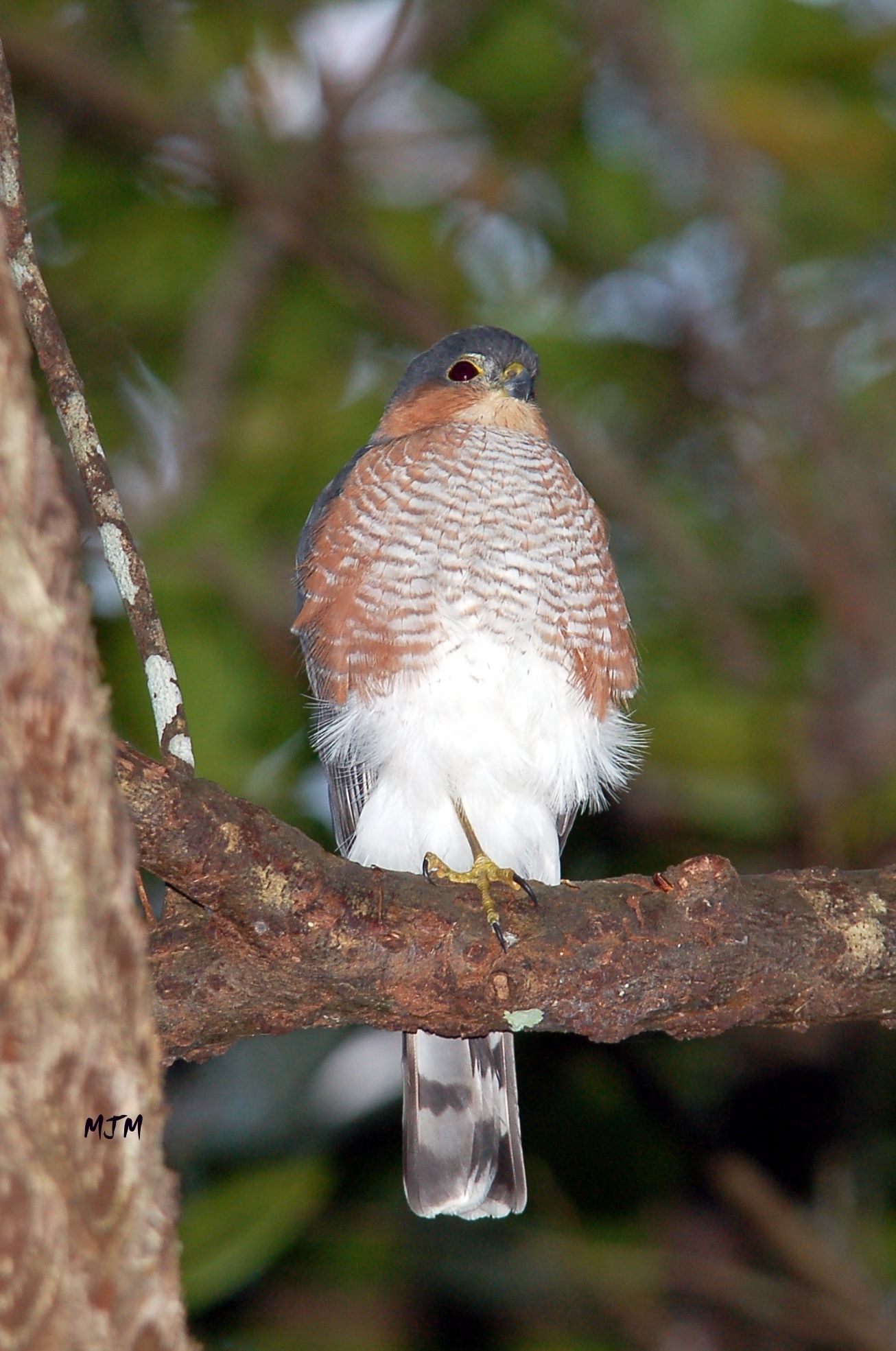 Maricao State Forest March 4, 2006 | Gavilán de Sierra