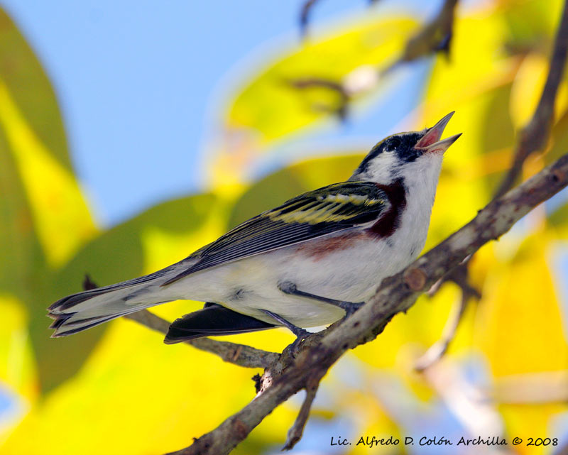 En El Yunque. | Reinita Flanquicastaña