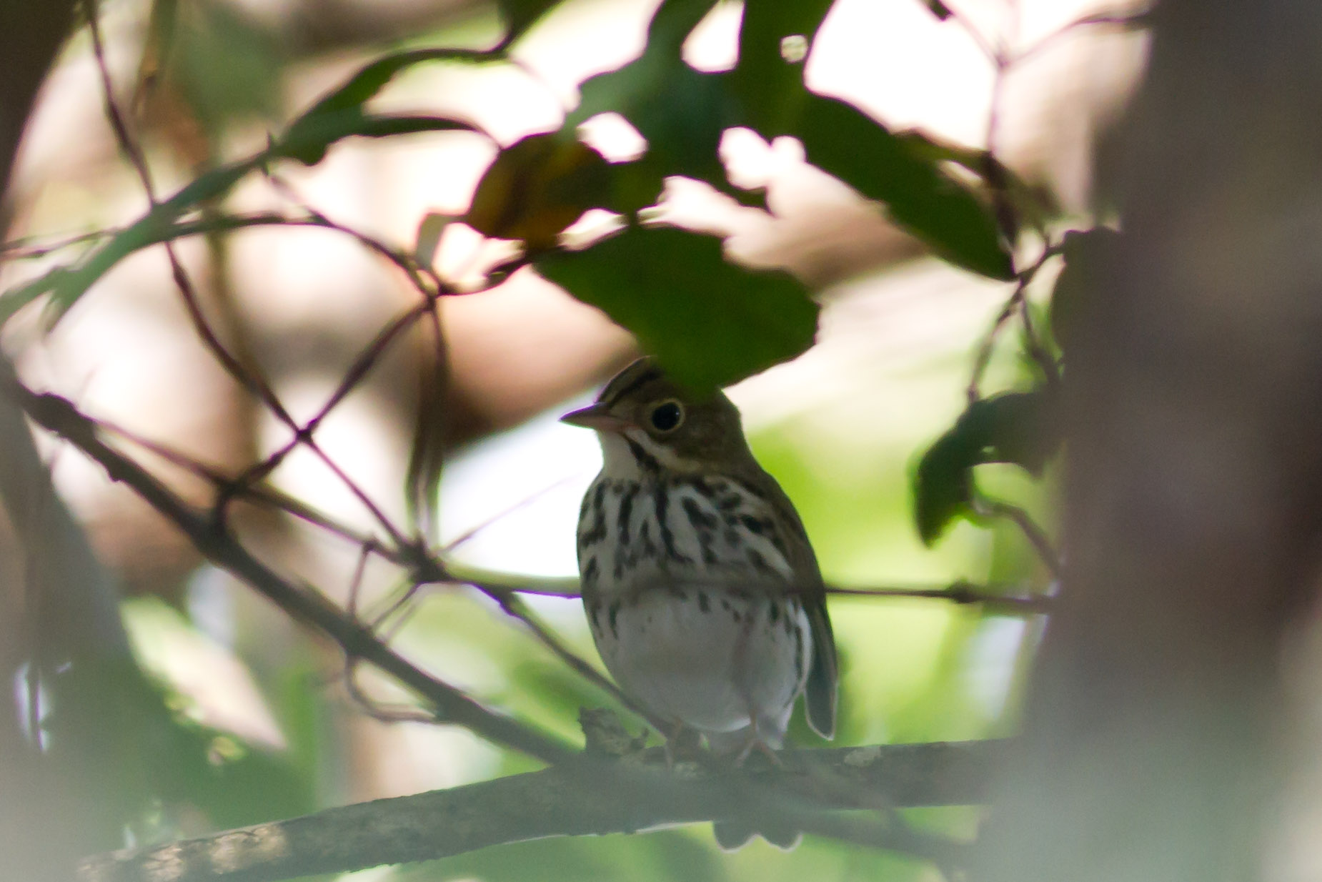 Humacao | Pizpita Dorada