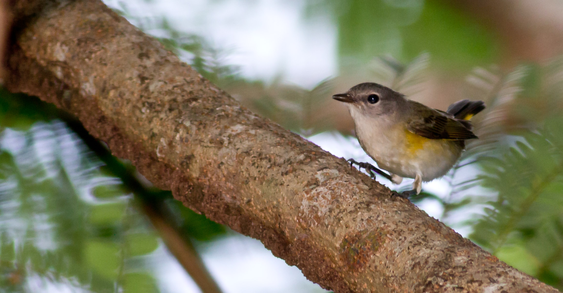 Candelita Hembra (Humacao) | Candelita