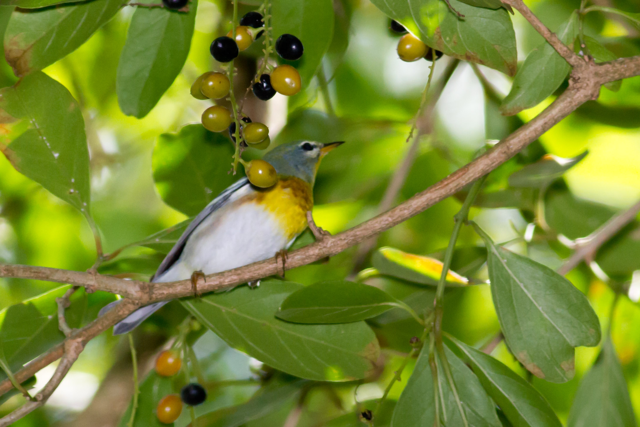 Humacao | Reinita Pechidorada