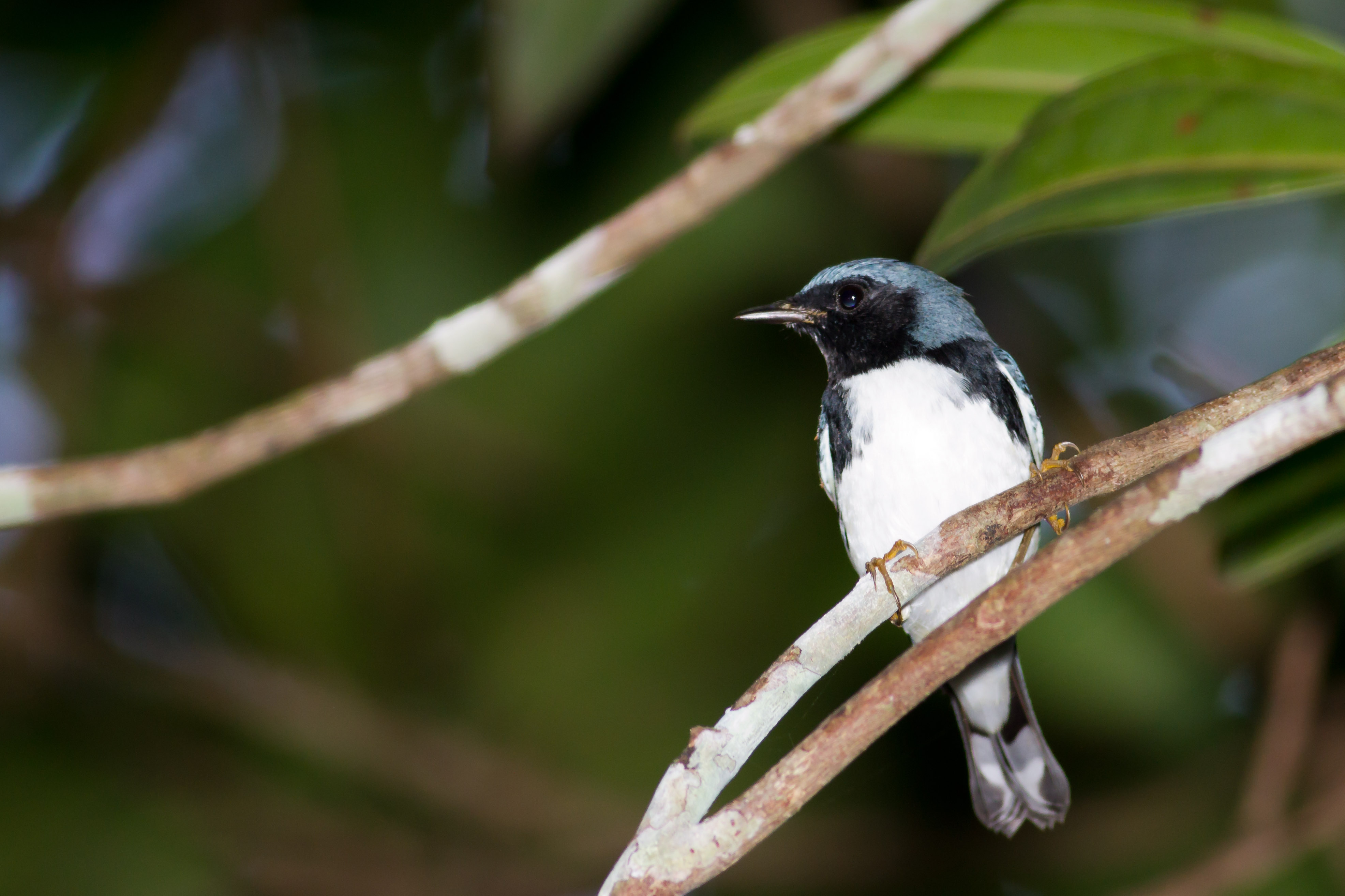 Charco Azul | Reinita Azul