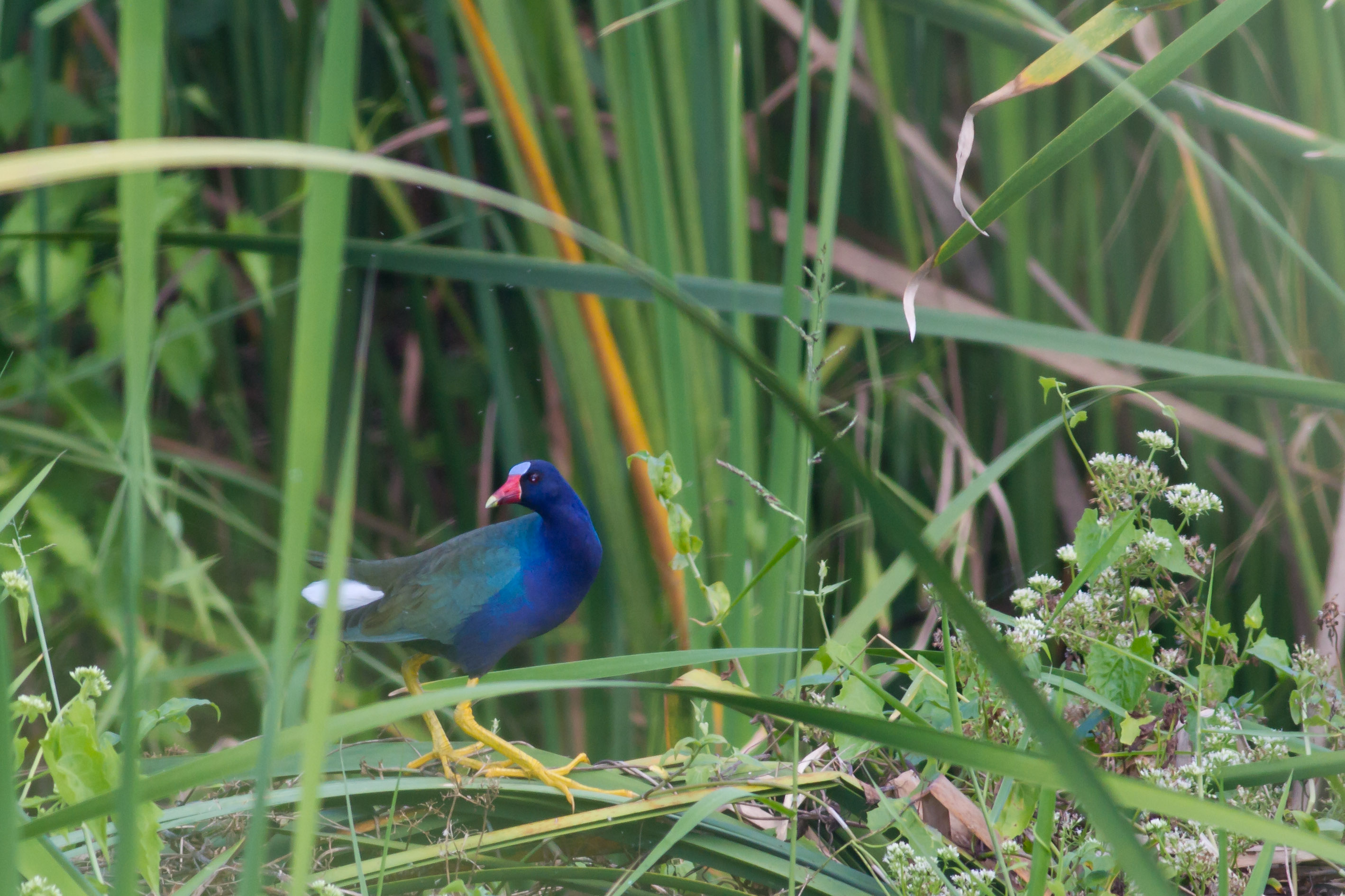 Laguna Cartagena | Gallareta Azul