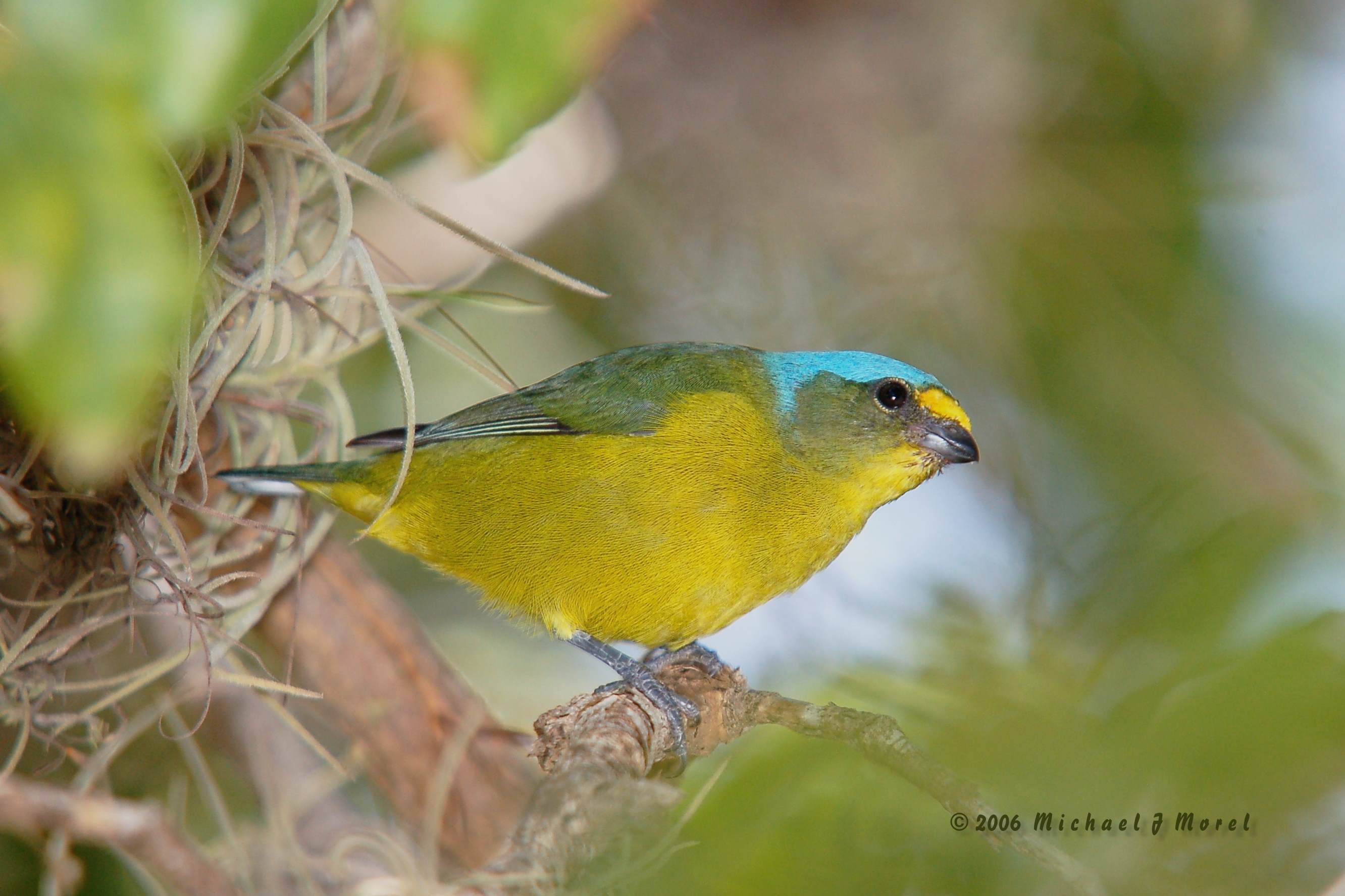 Guanica State Forest August 12, 2006 (female) | Jilguero