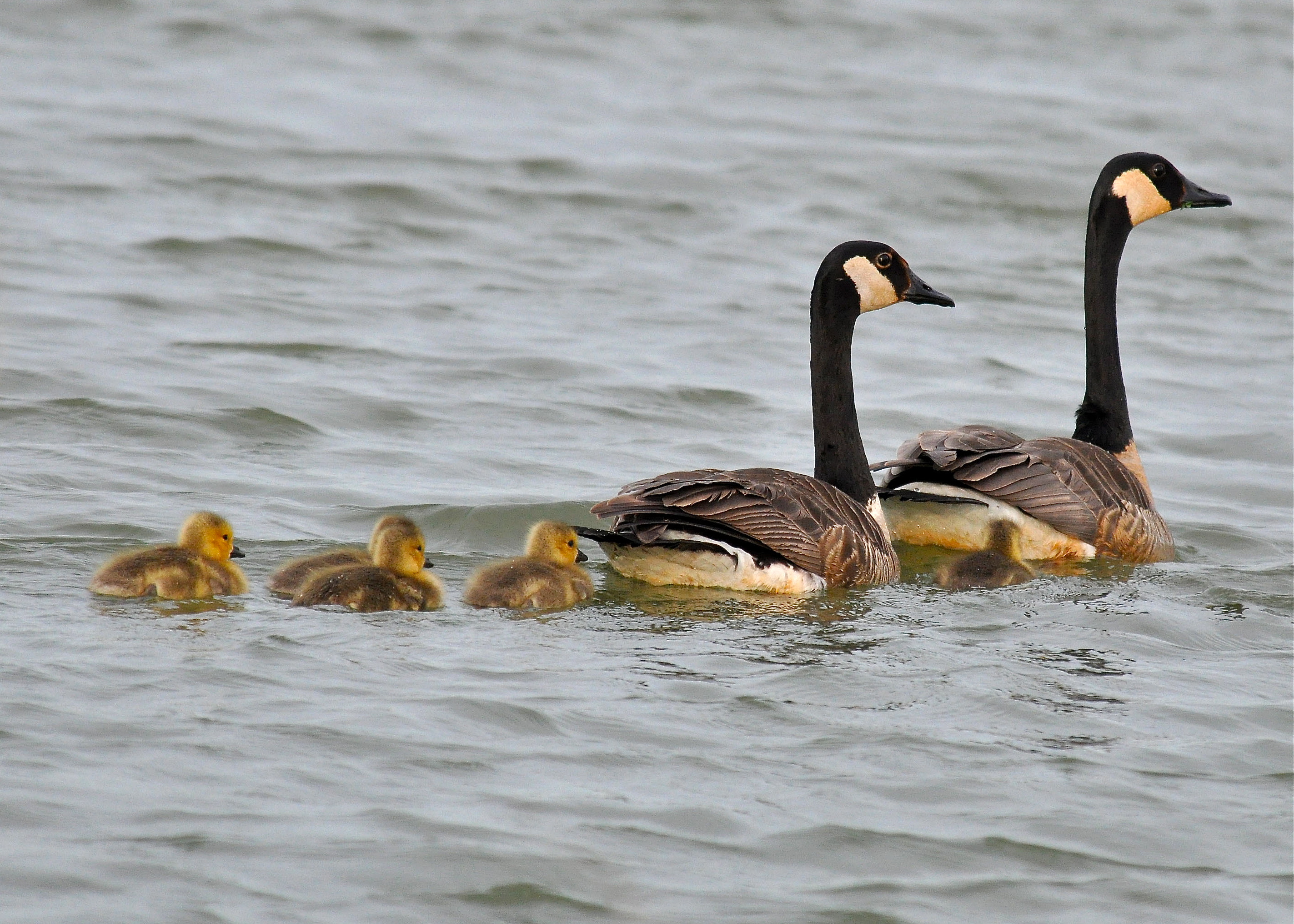 OHIO 5/2013 | Ganso Canadiense