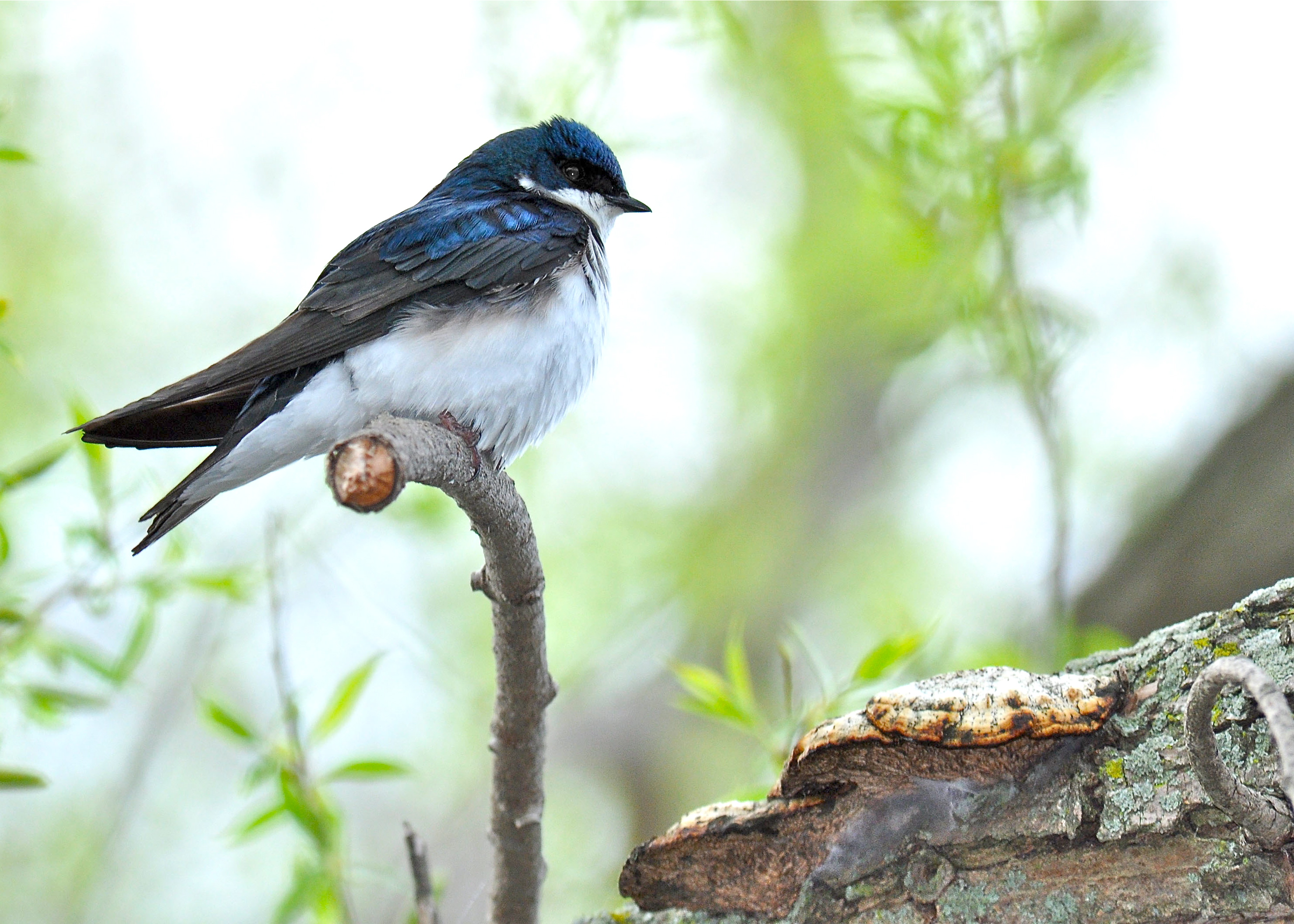 OHIO 5/2013 | Golondrina Bicolor