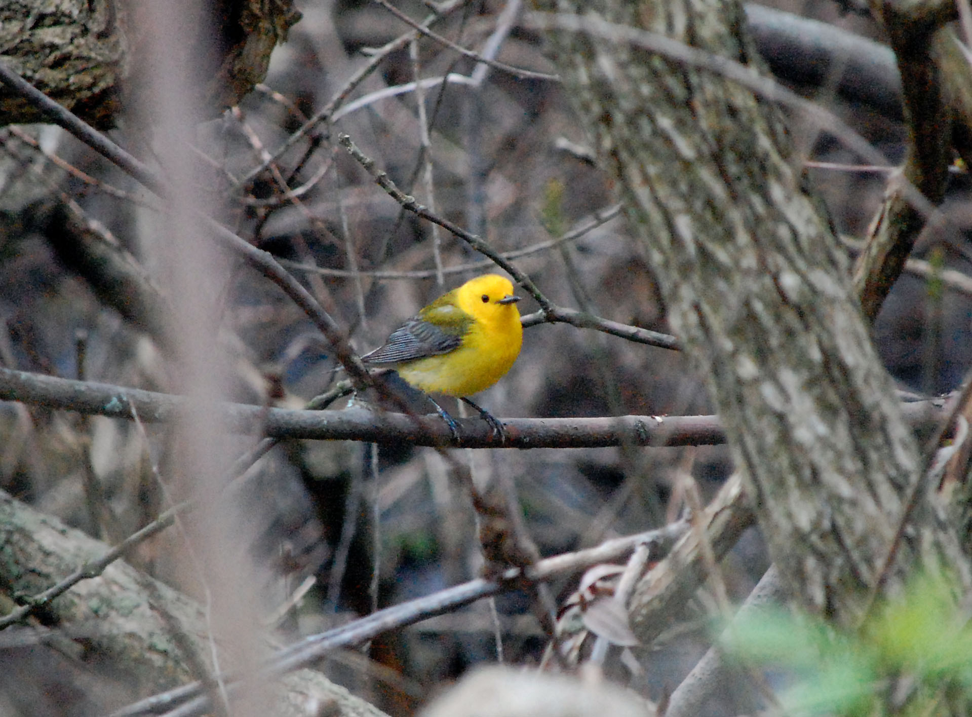 OHIO 5/2013 MANUEL HERNANDEZ | Reinita Protonotaria