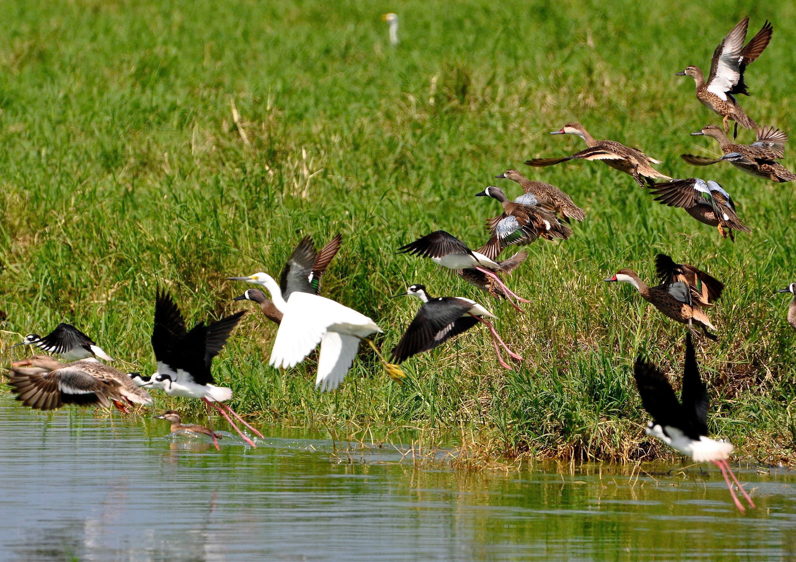 EL PRIMERO DE LA IZQUIERDA-CAMUY | Pato Cuchareta