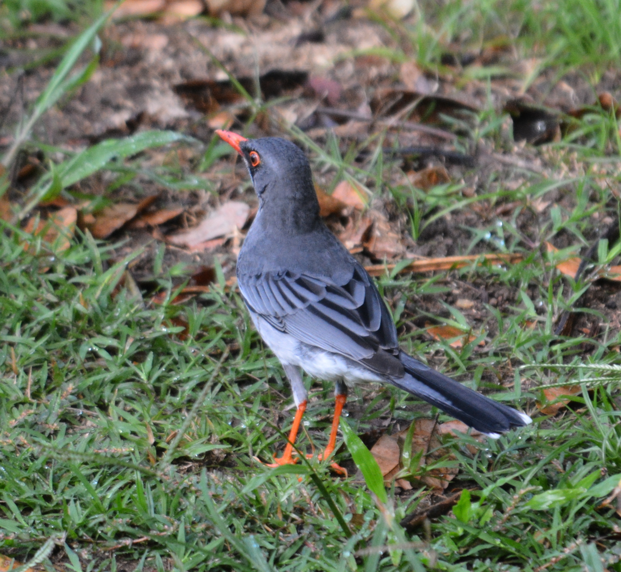 Cerro Gordo, Bayamon | Zorzal Patirrojo