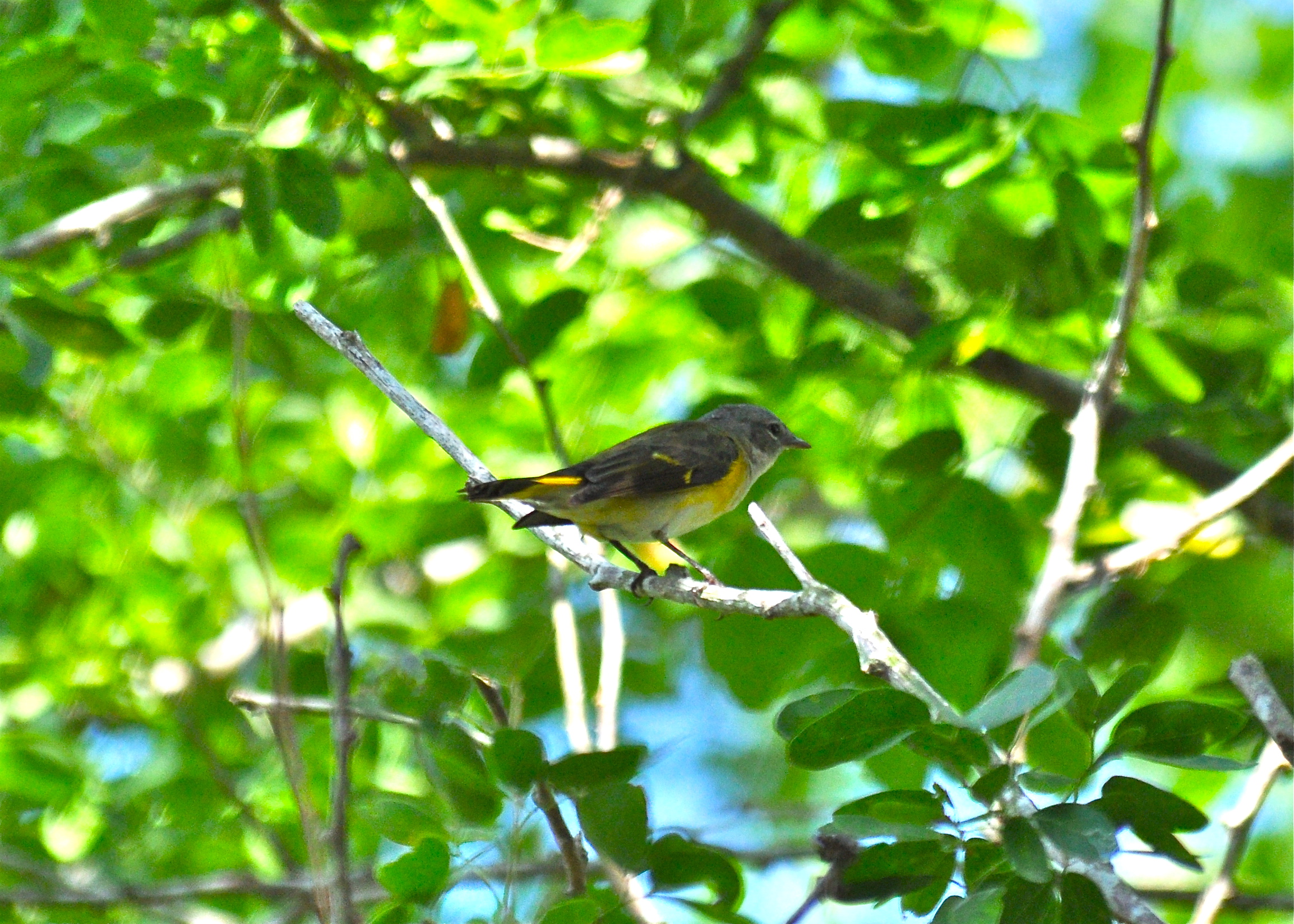 HEMBRA -HATILLO OCT 2012 | Candelita