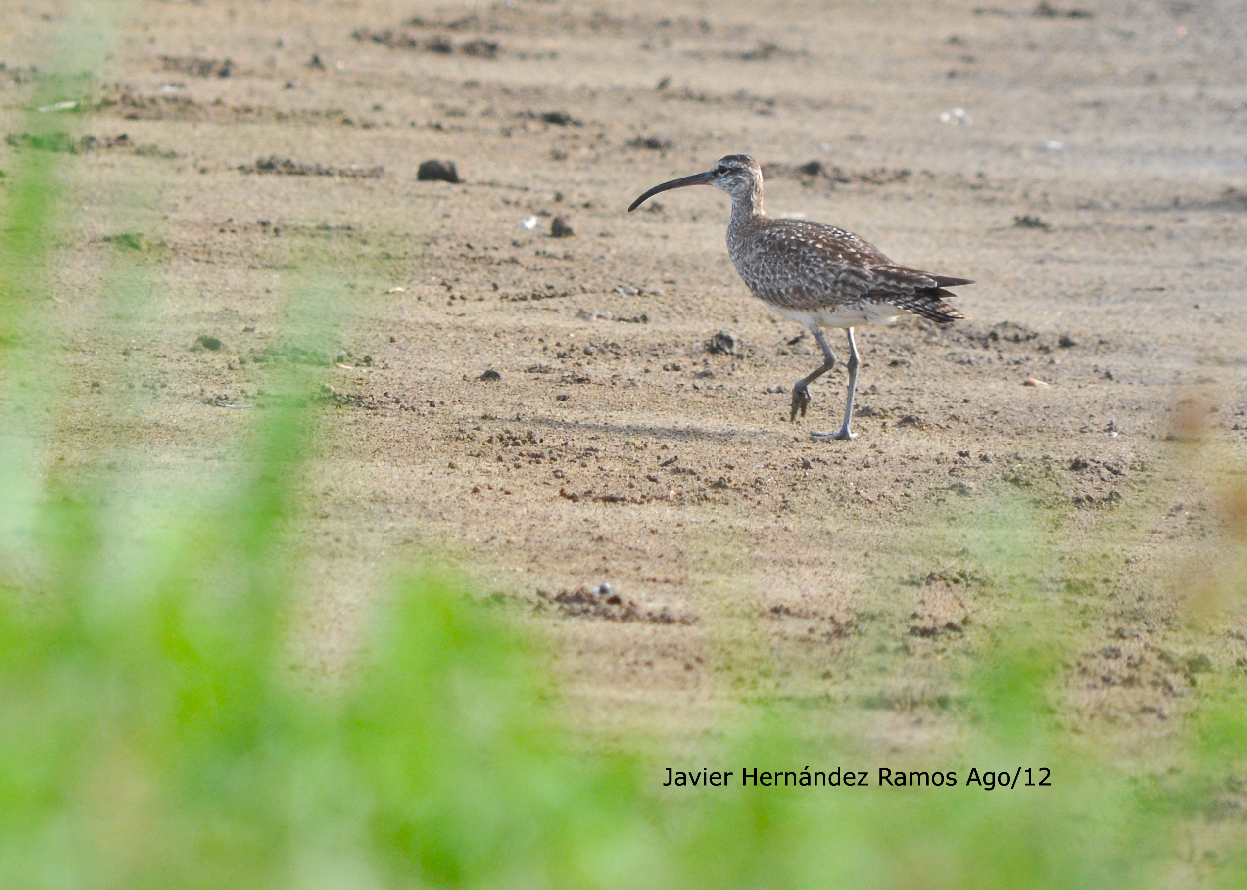 CHARCA AMADOR CAMUY AGO/12 | Playero Picocorvo