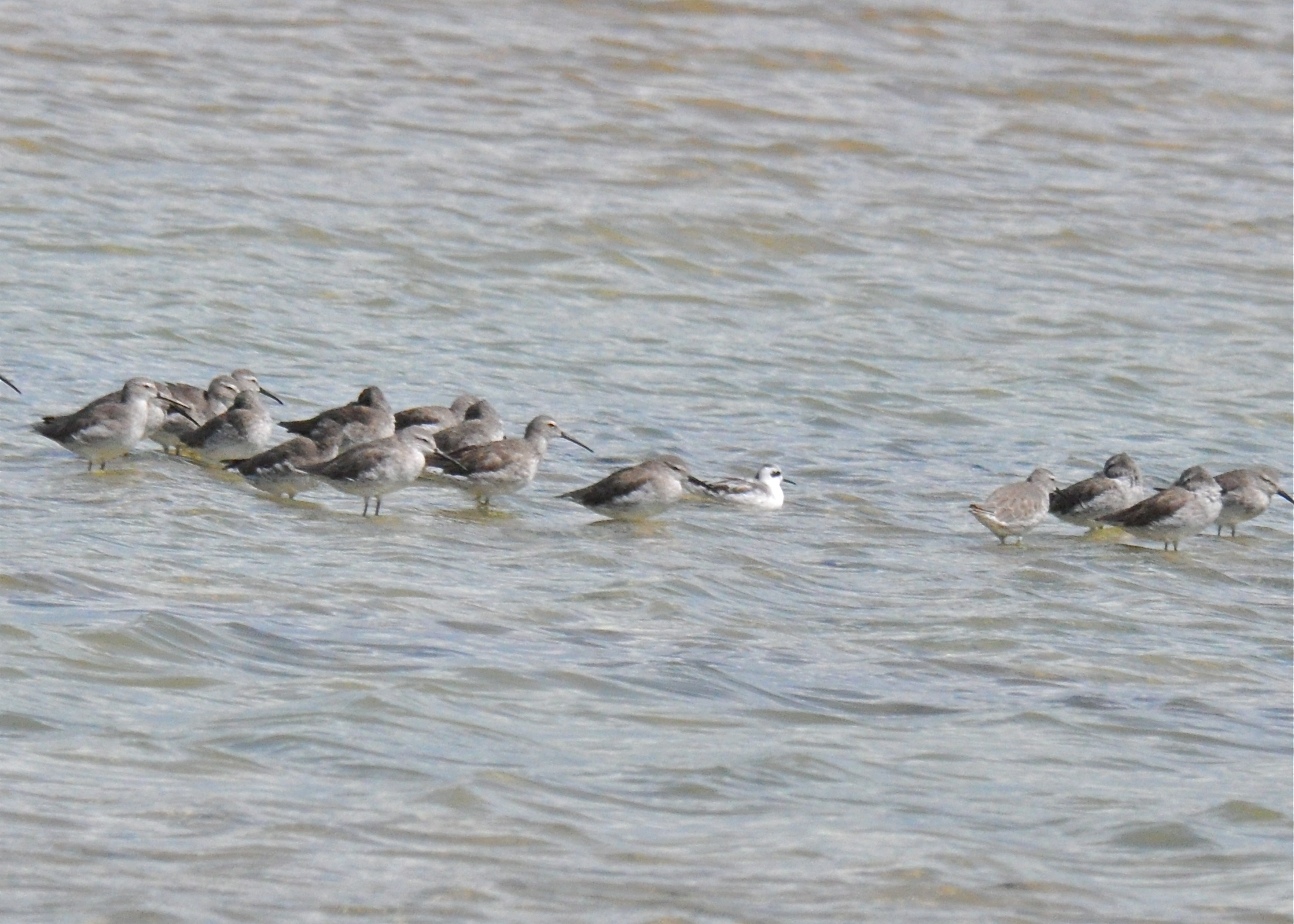 LAS SALINAS CABO ROJO OCT/12 | Falaropo Picofino
