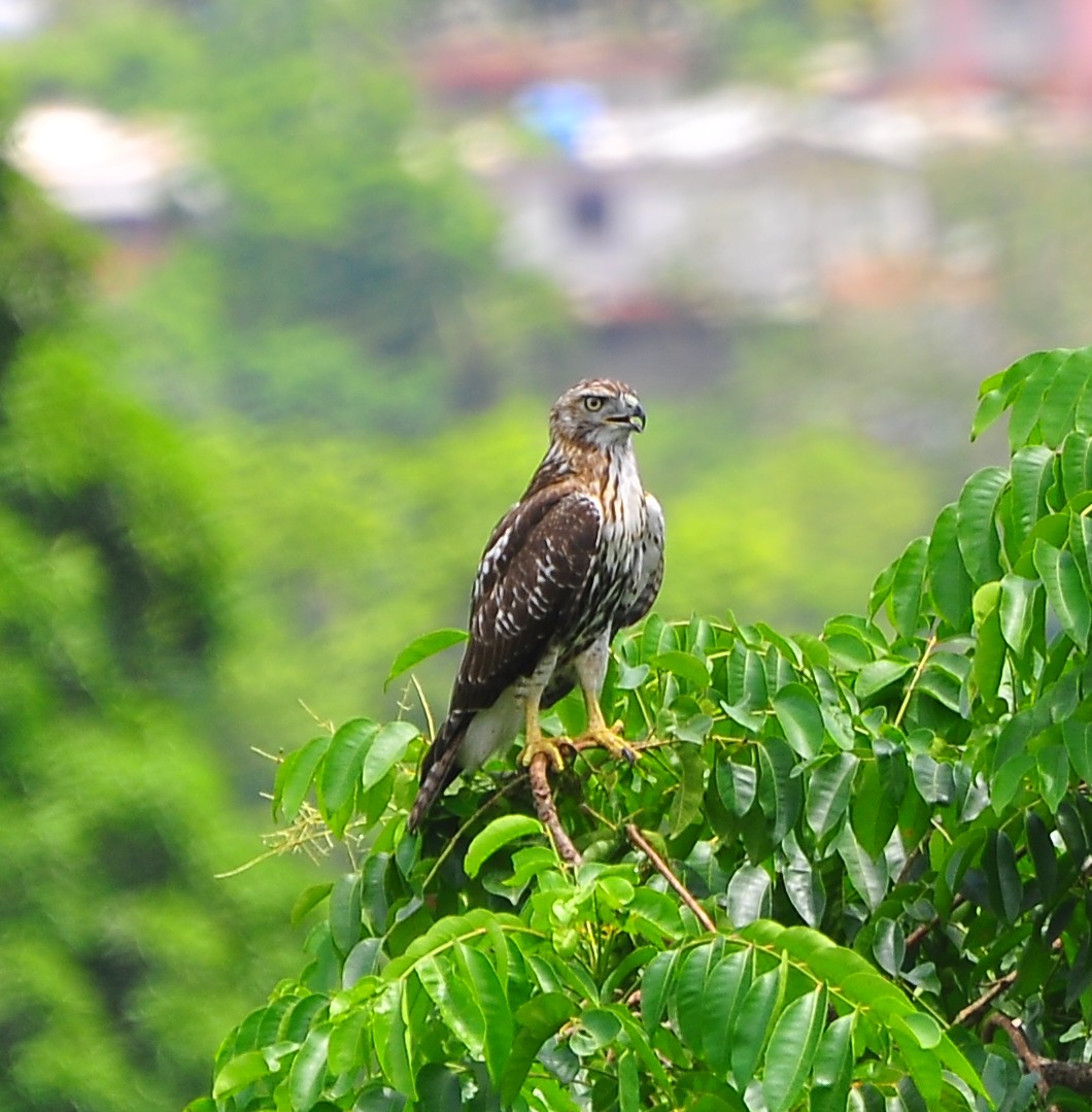 Foto de guaraguao de bosque avespr