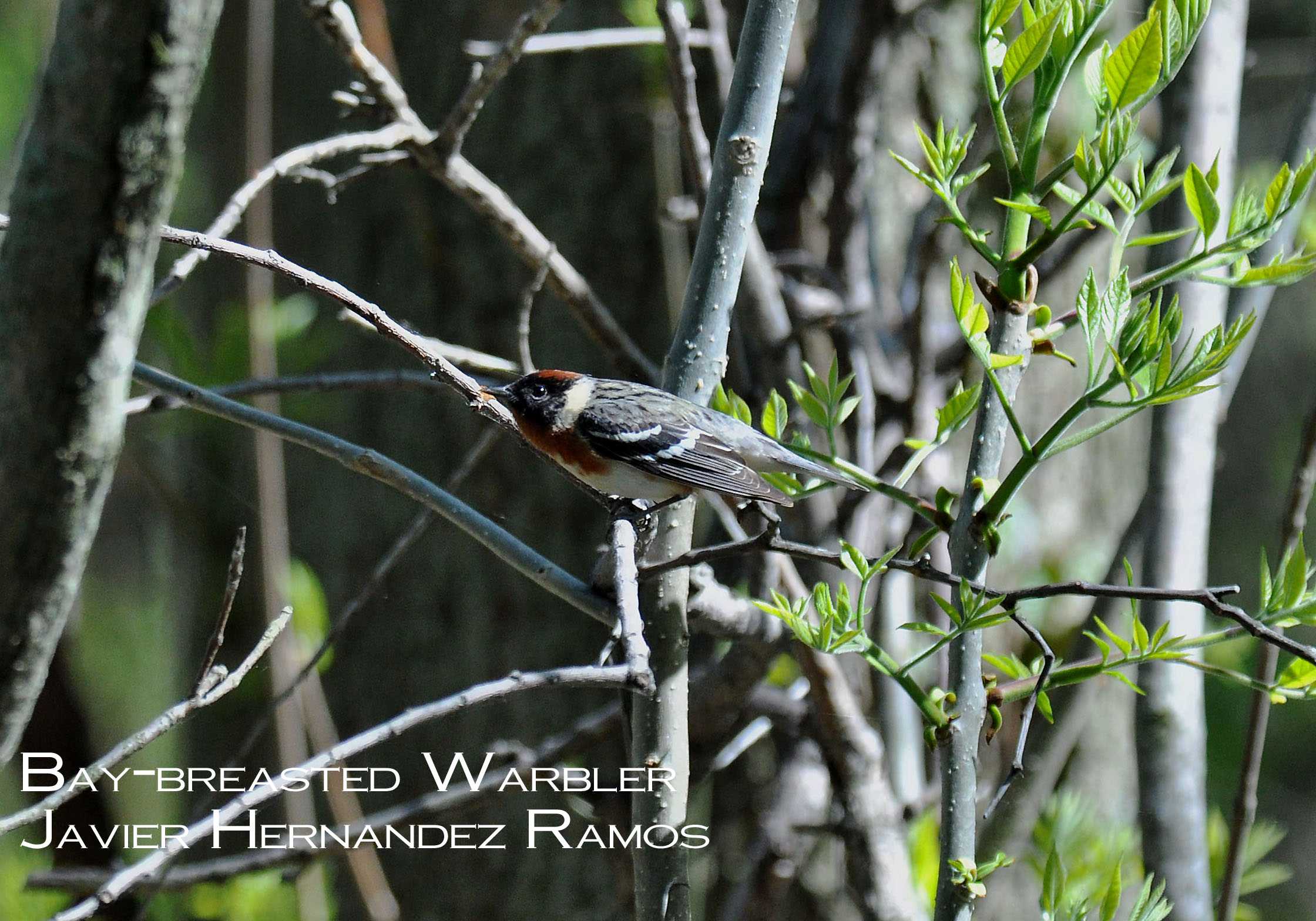 OHIO 5/2013 | Reinita Castaña