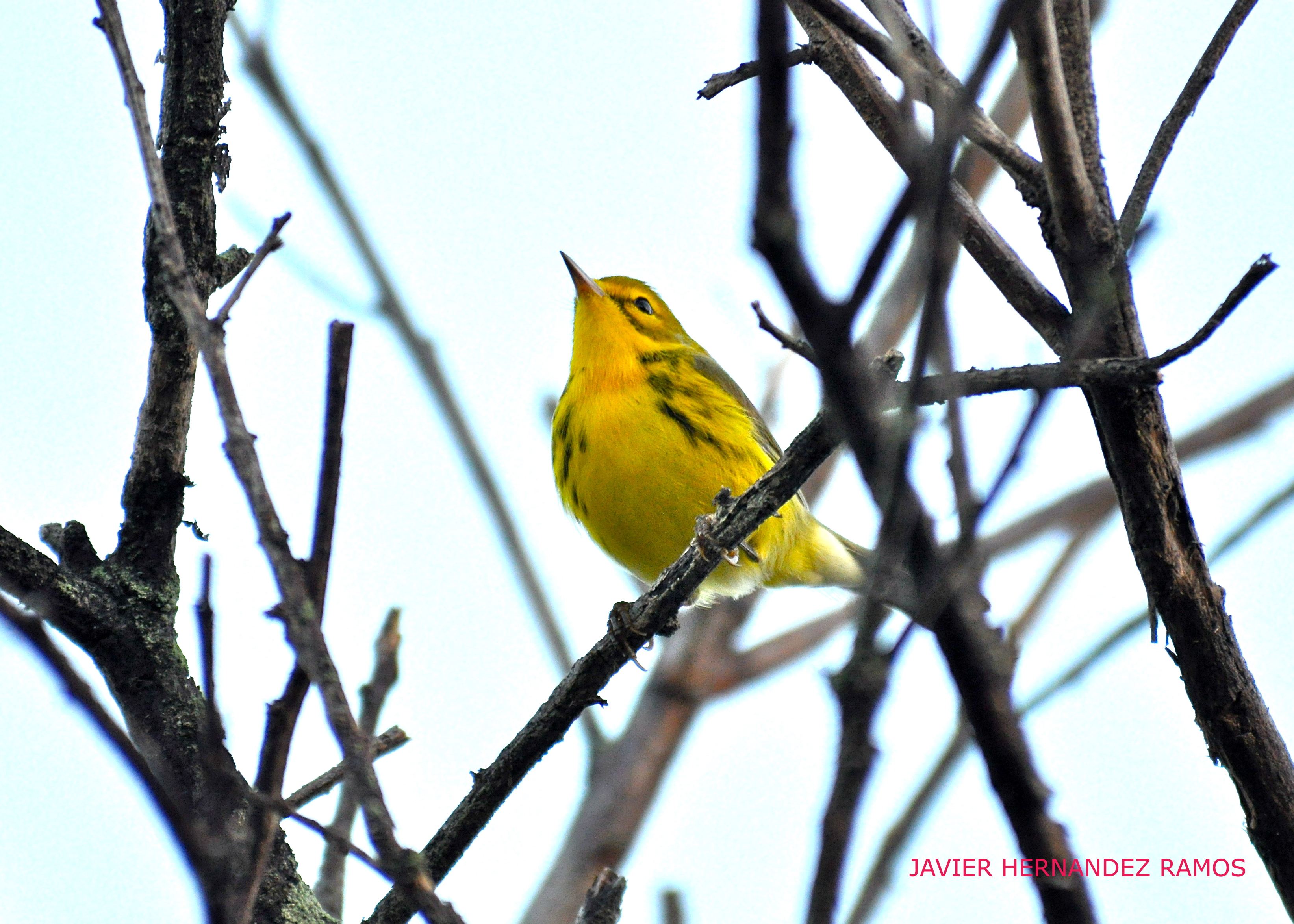 HATILLO NOV 2012 | Reinita Galana