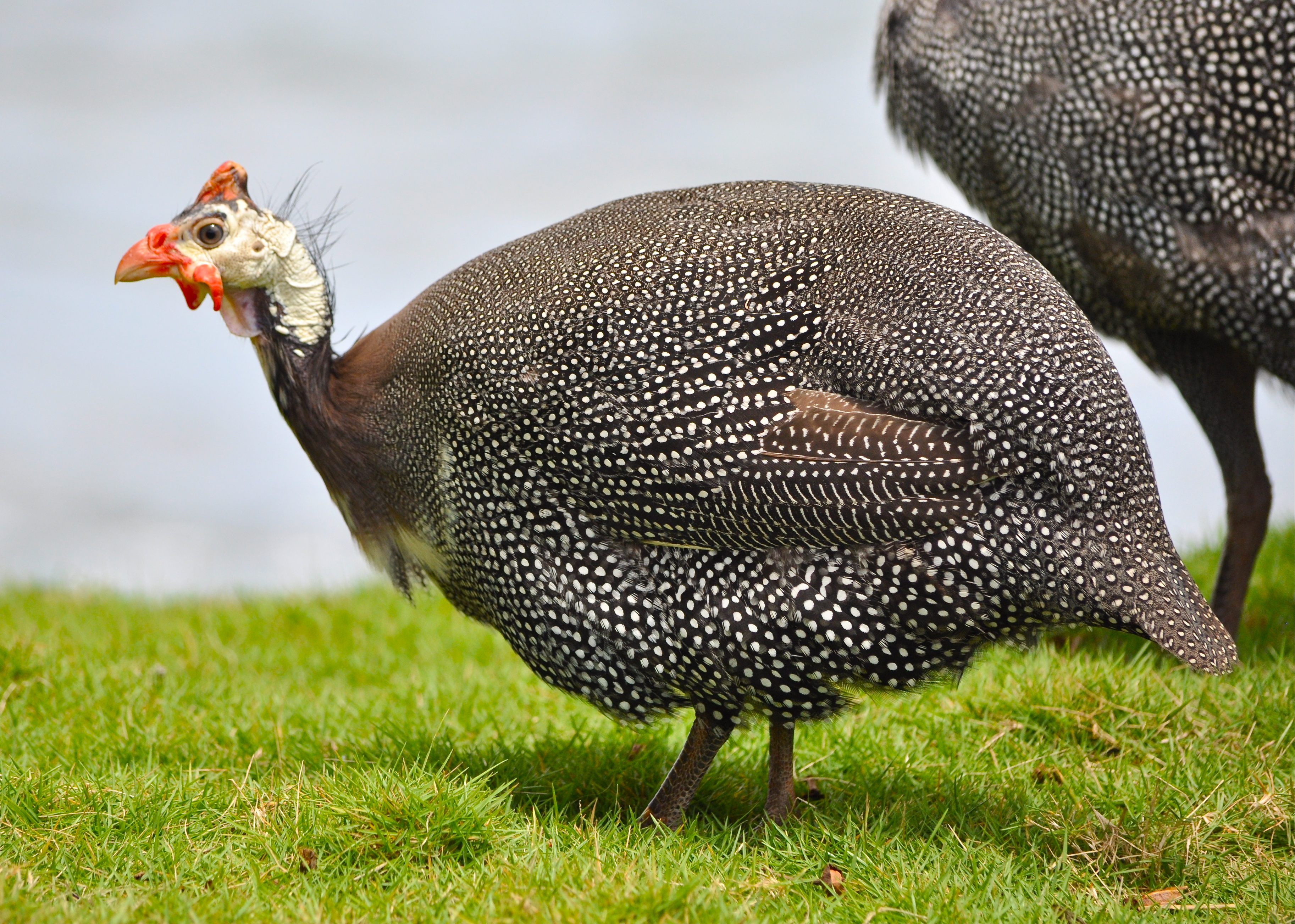 HEMBRA-ISLOTE ARECIBO | Guinea Torcaz