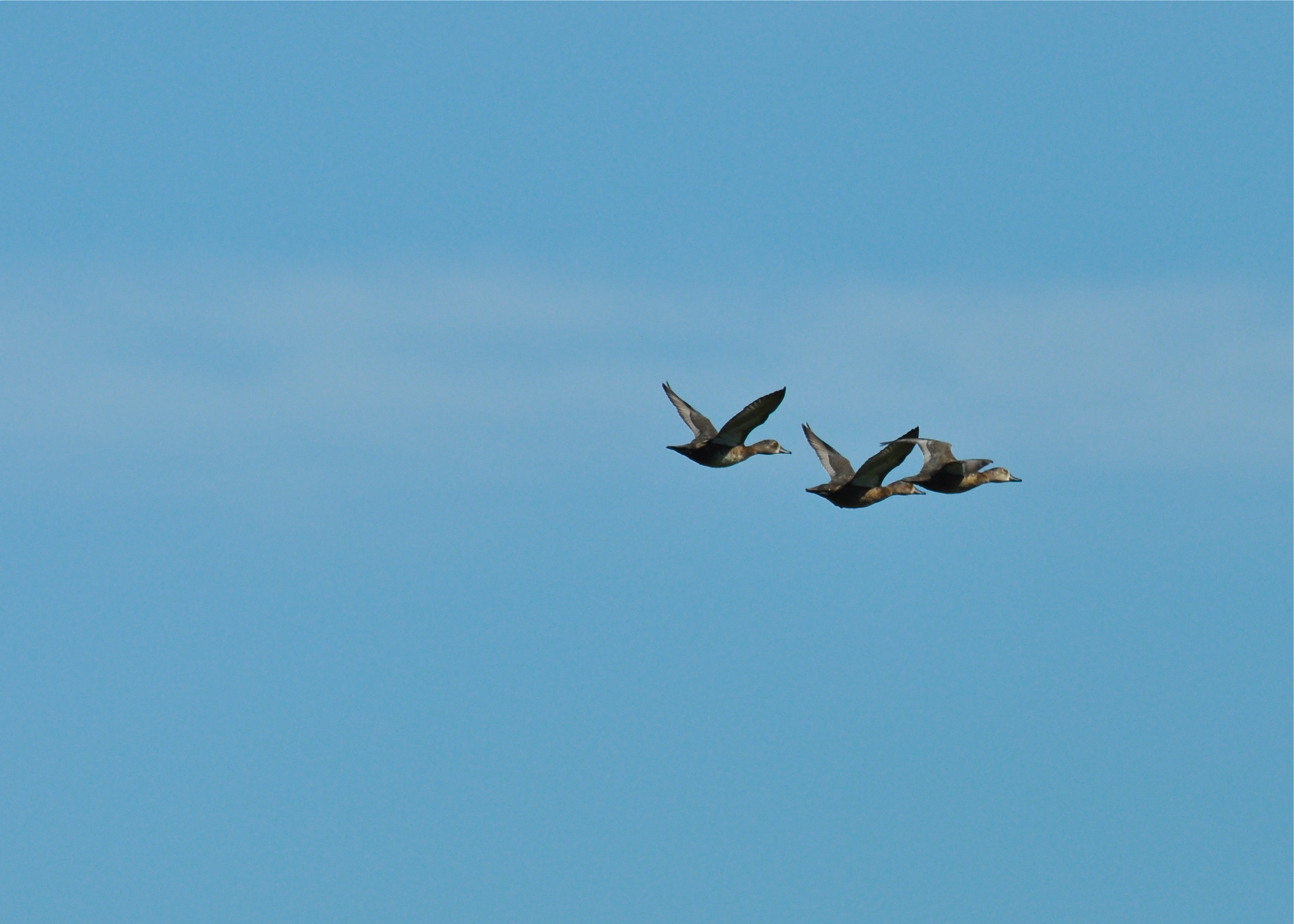 LAGUNA CARTAGENA NOV 2012 | Pato Pechiblanco Menor