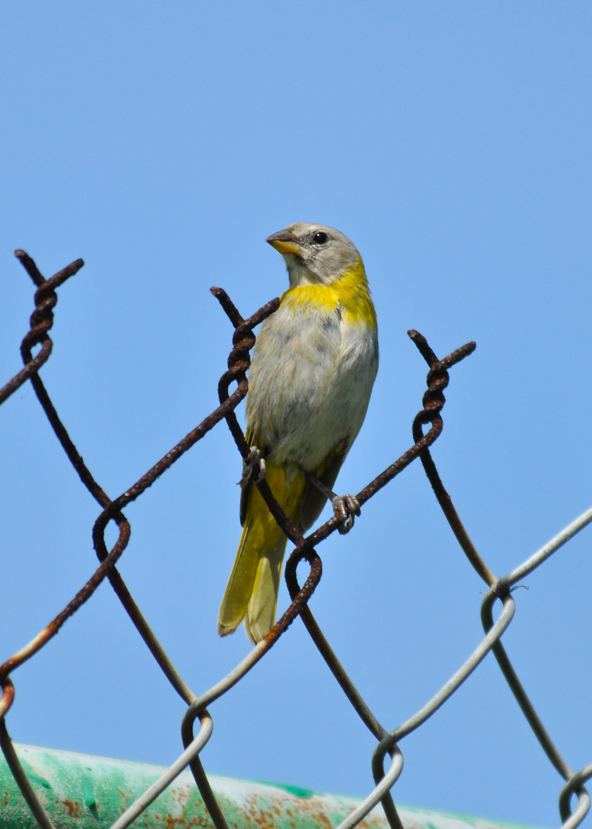 JUVENIL TIBURONES OCT/12 | Gorrión Azafrán