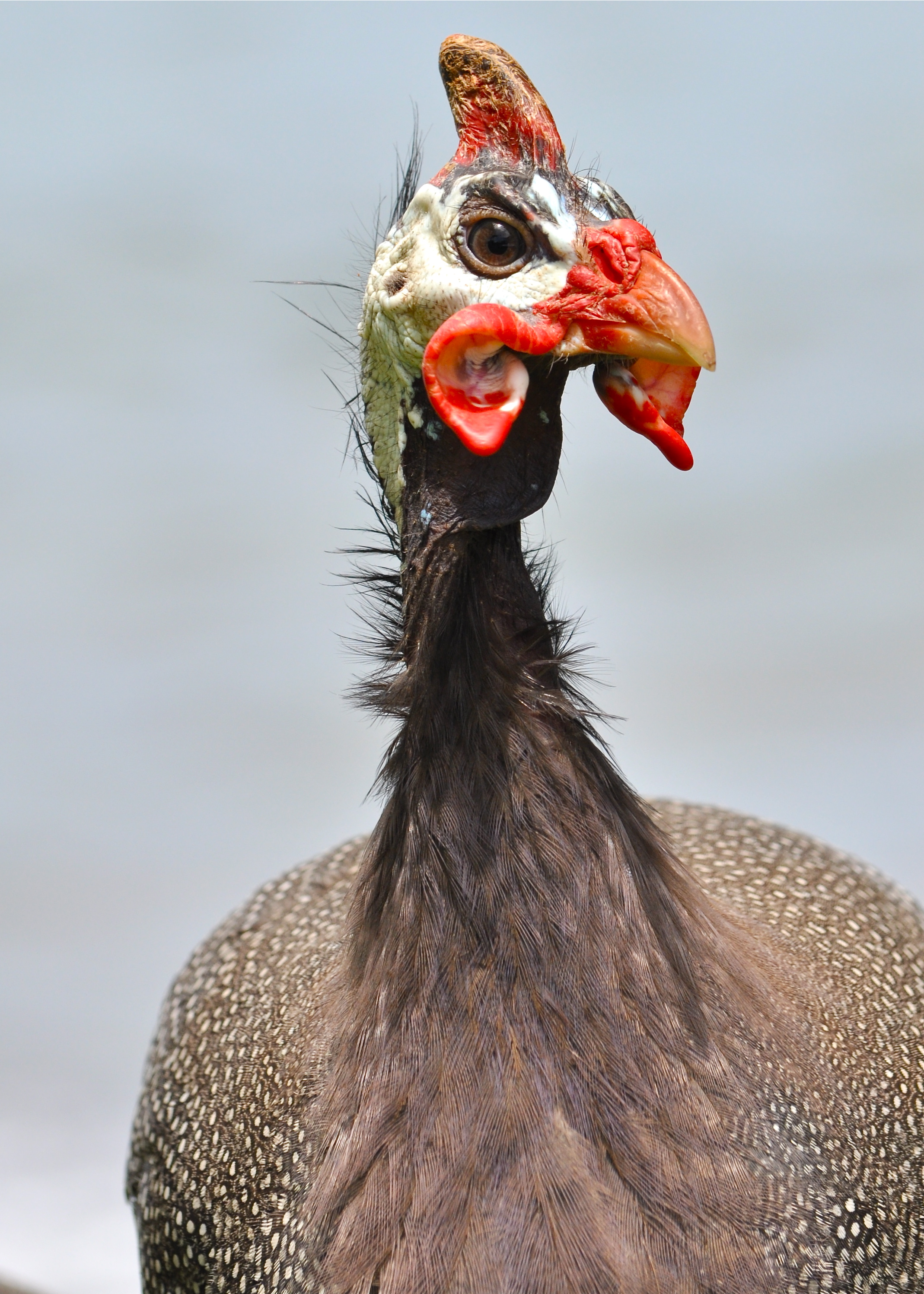MACHO-ARECIBO | Guinea Torcaz
