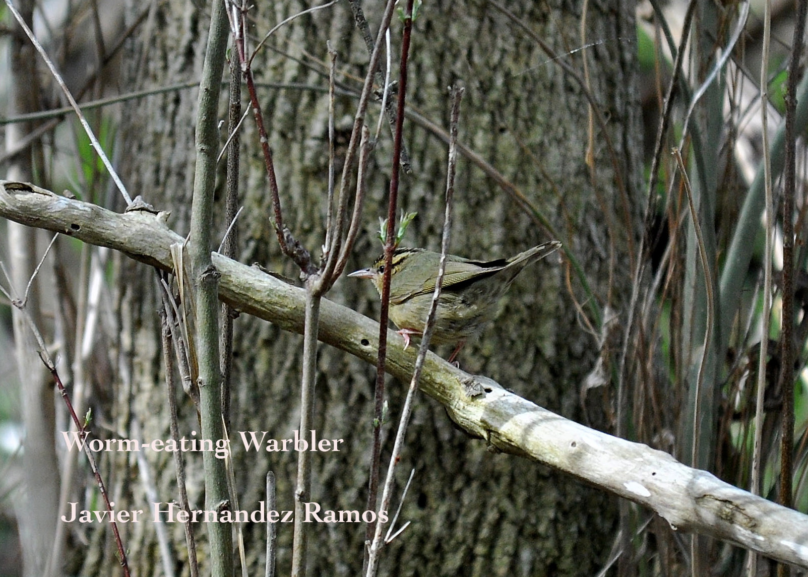 OHIO 5/2013 | Reinita Gusanera