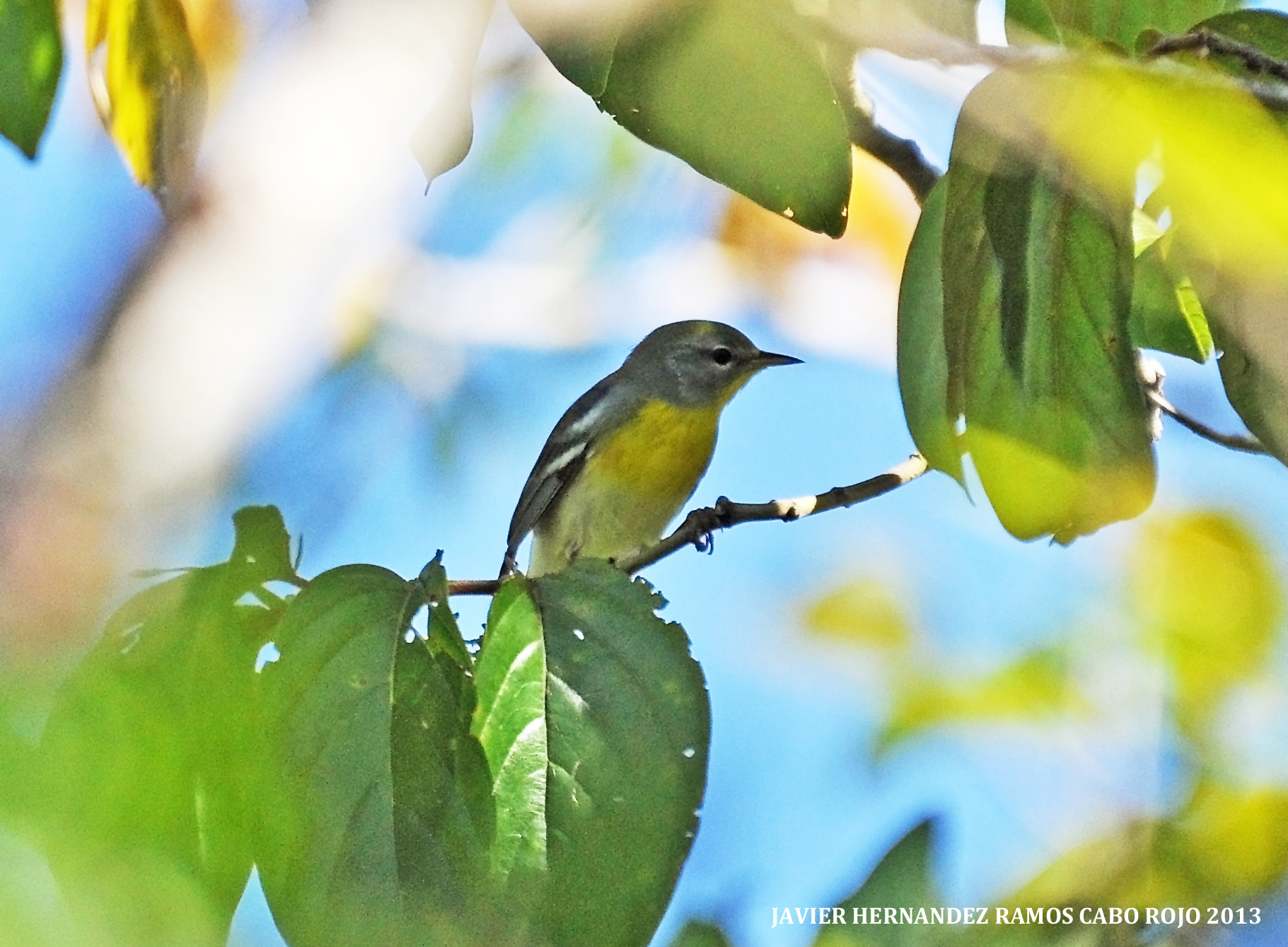 Punta Guaniquilla oct/2013 | Reinita Pechidorada