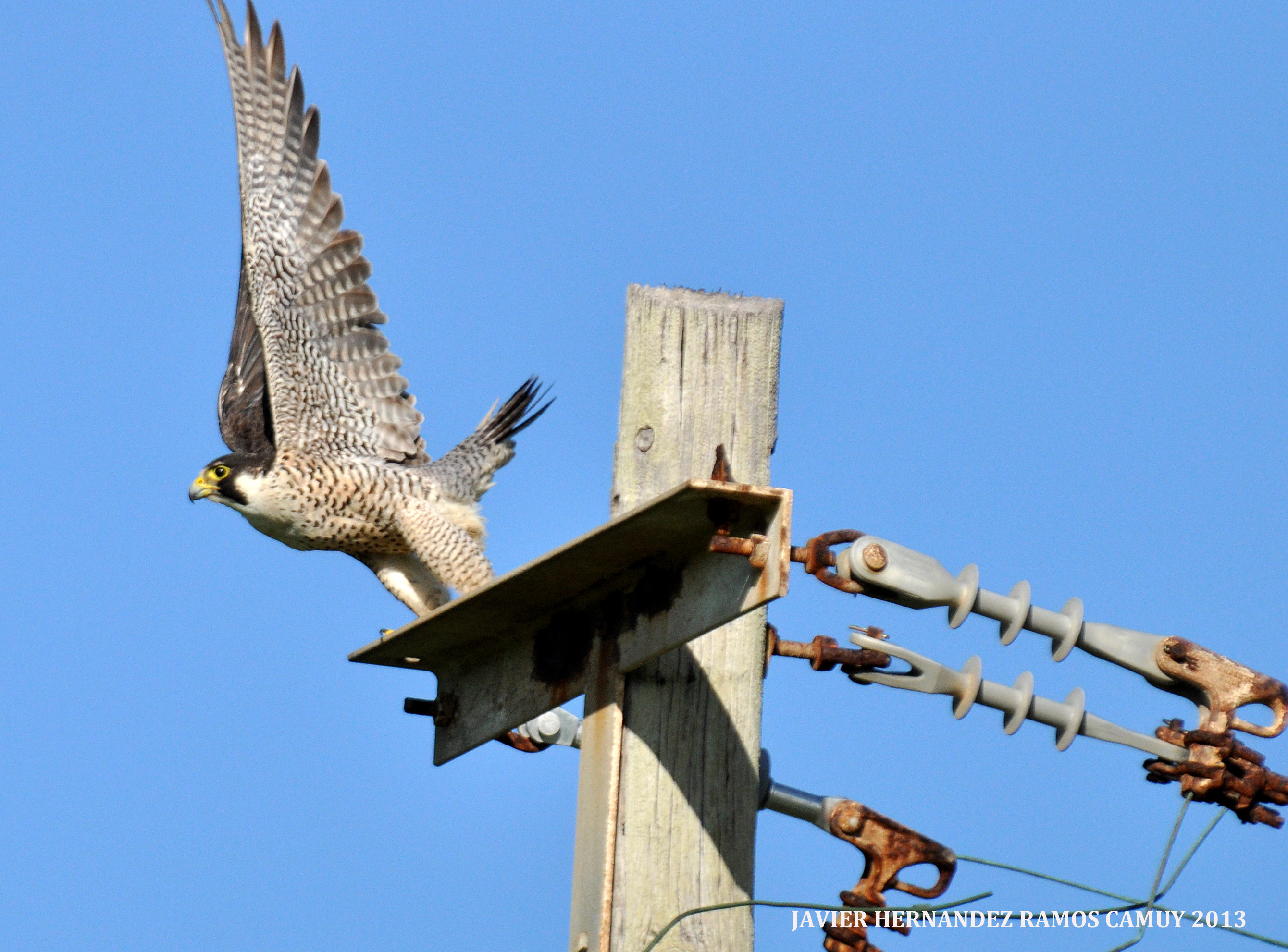CHARCA CAMUY NOV 2013 | Halcón Peregrino