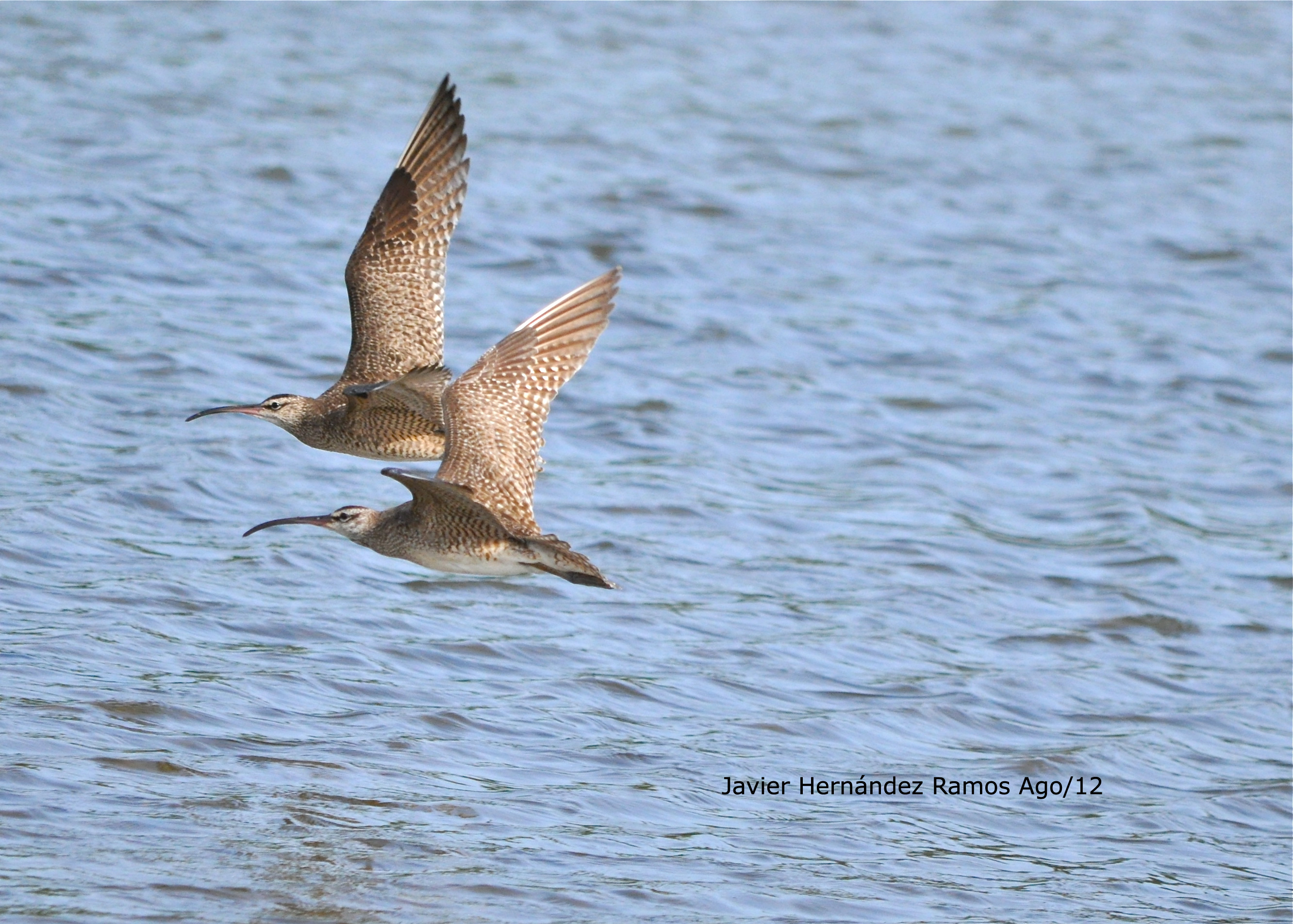 CHARCA AMADOR CAMUY AGO/12 | Playero Picocorvo
