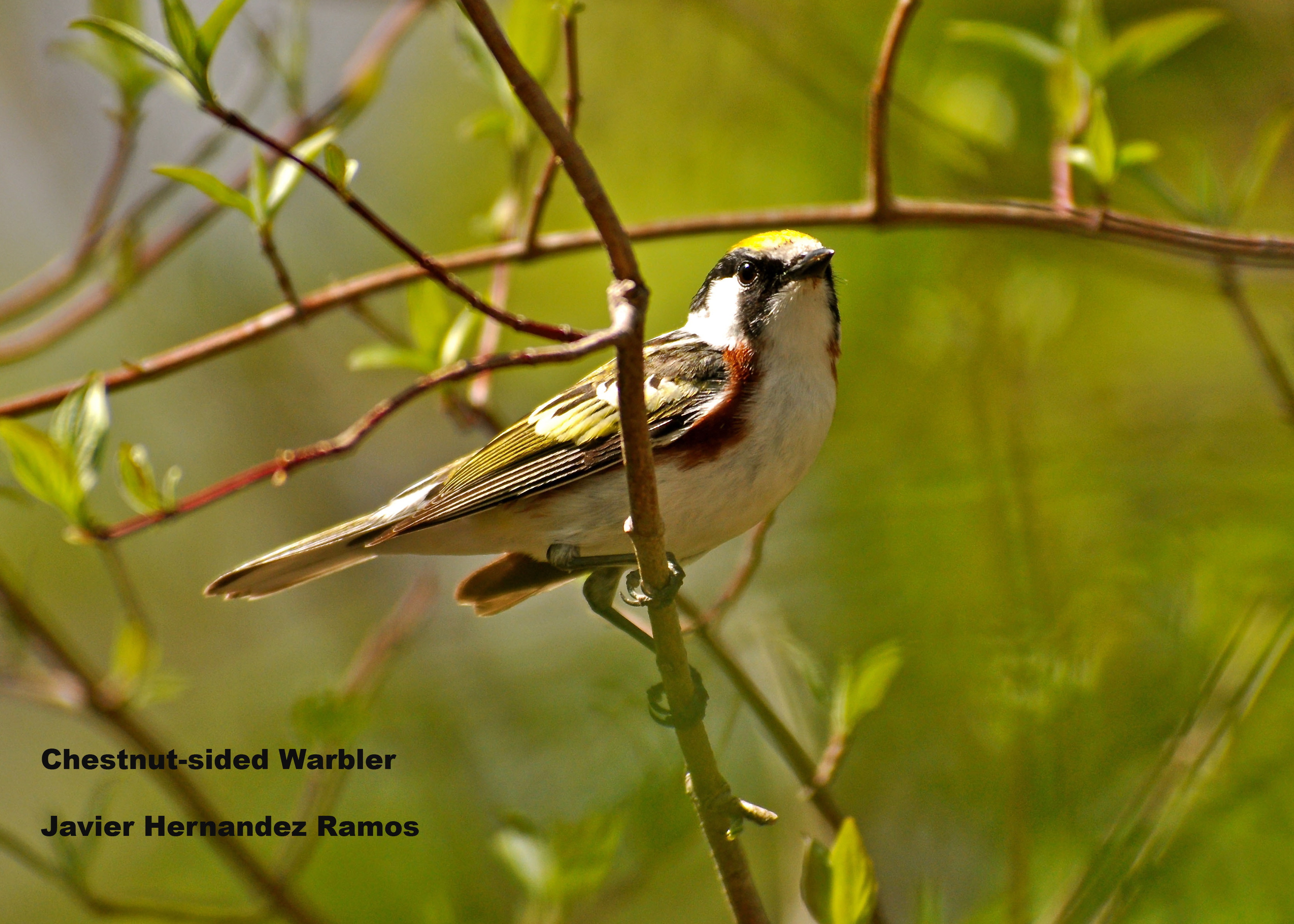 OHIO 5/2013 | Reinita Flanquicastaña