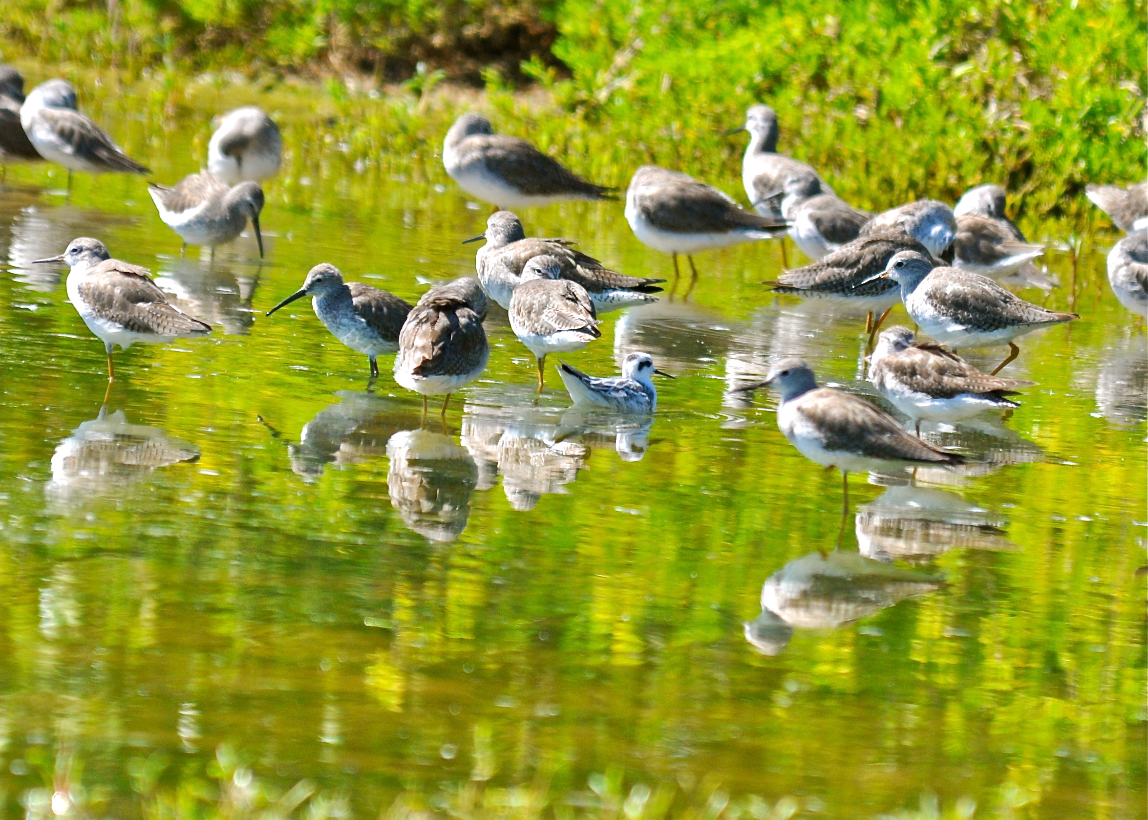 Combate Nov 2012 | Falaropo Picofino