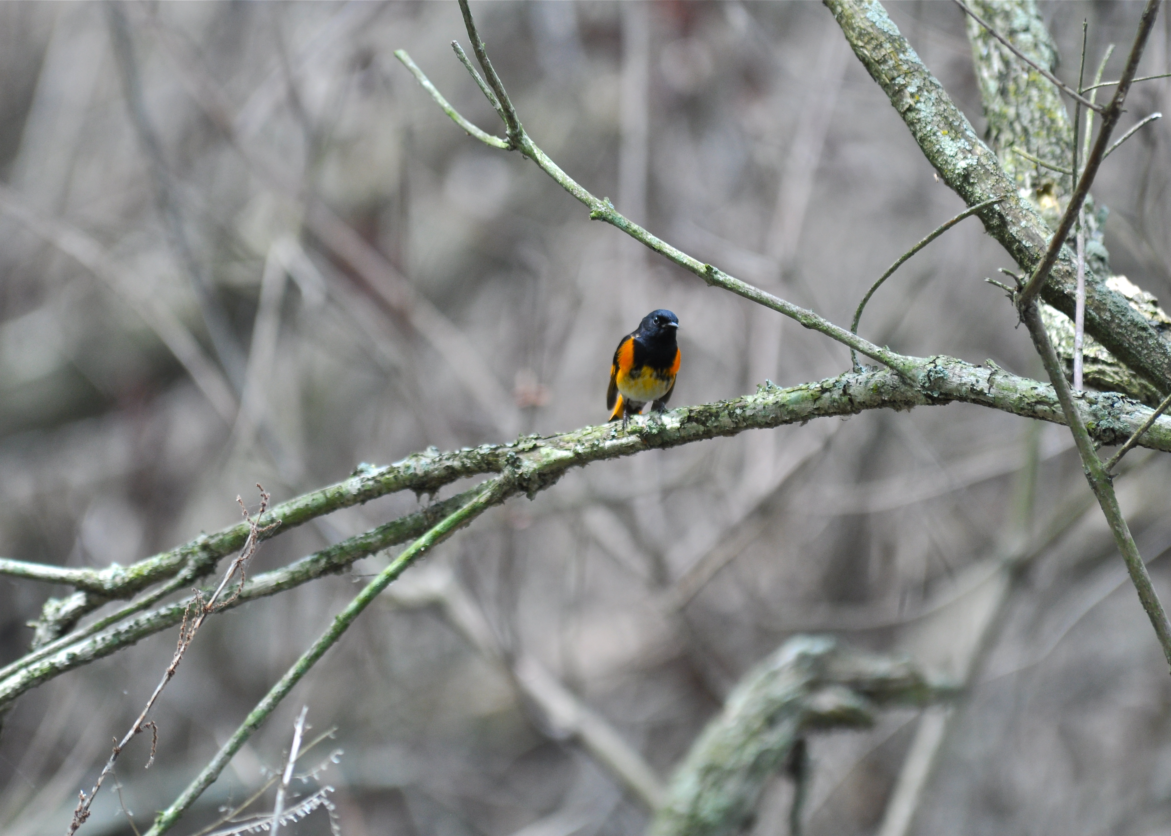 ohio 5/2013 | Candelita