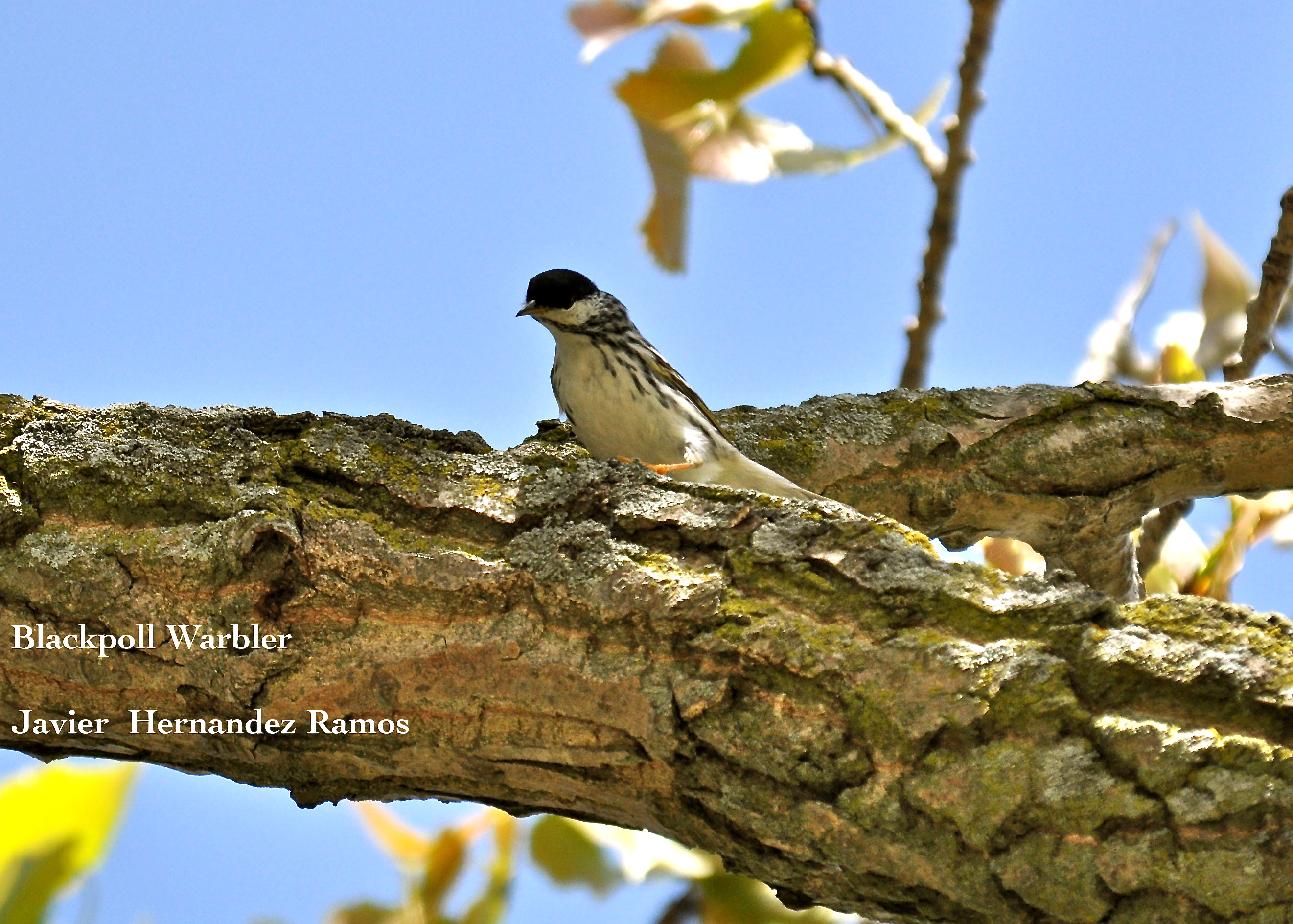 OHIO 5/2013 | Reinita Rayada
