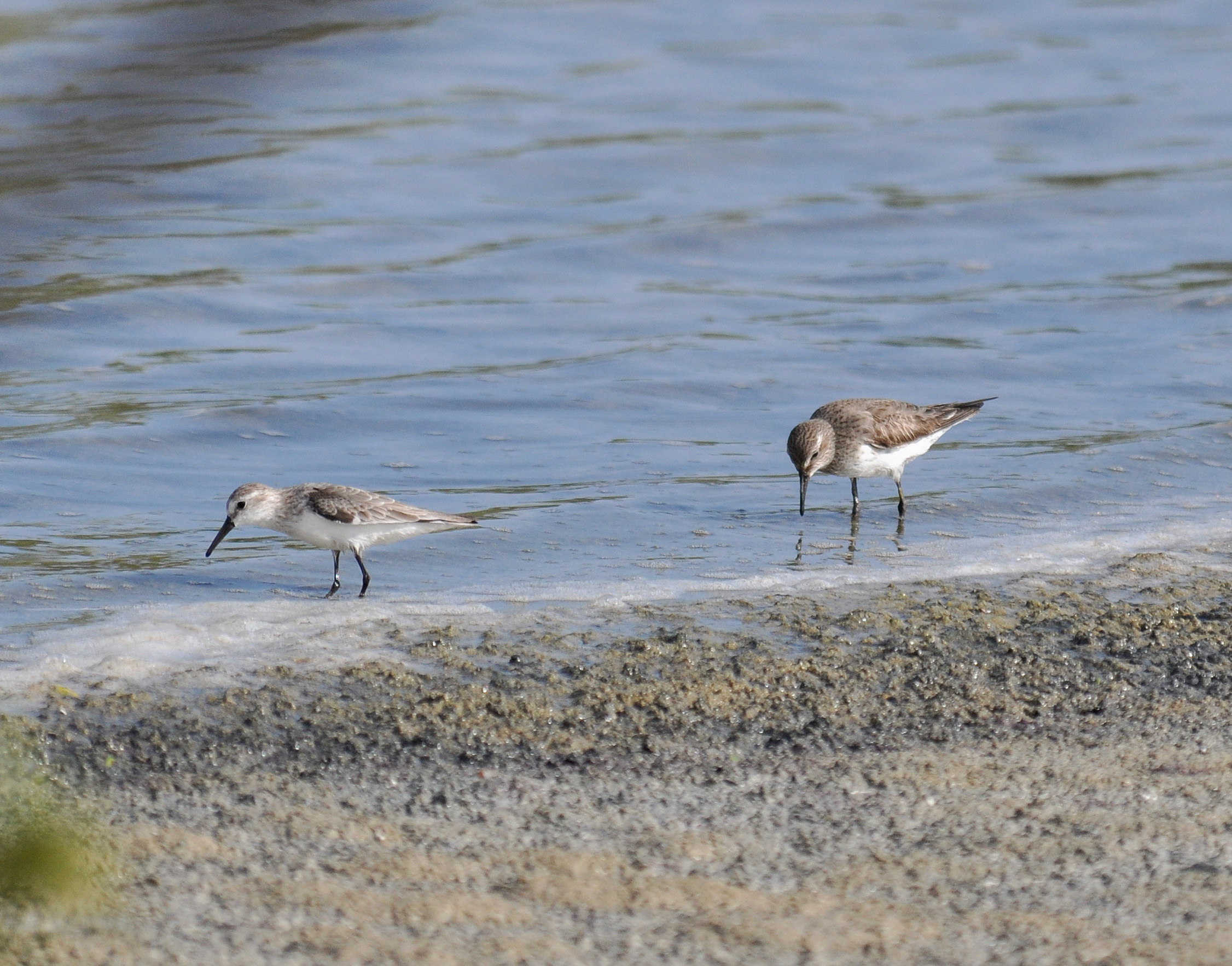 Cabo Rojo 2013 | Playero Occidental