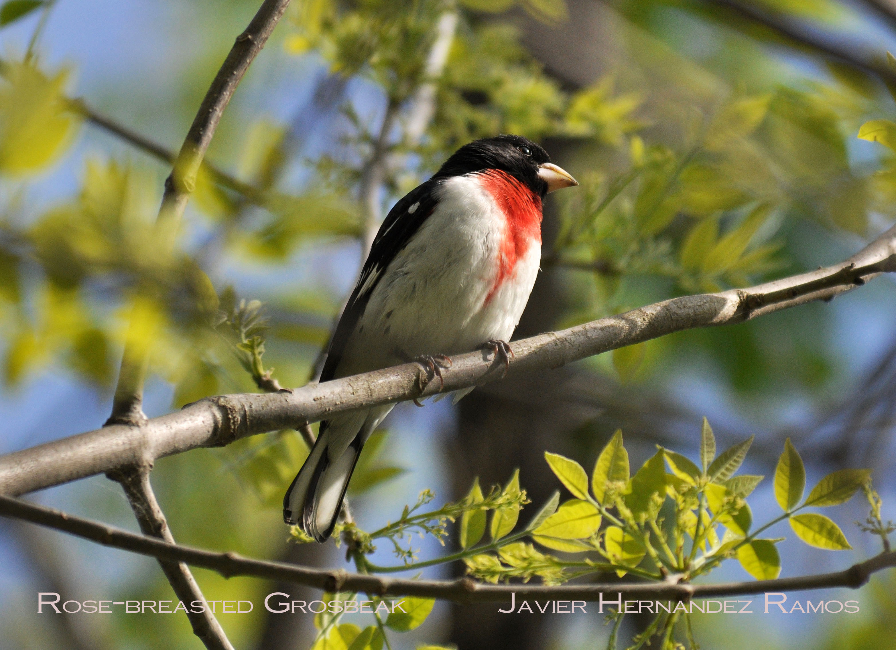 OHIO 5/2013 | Picogrueso Pechirrosado