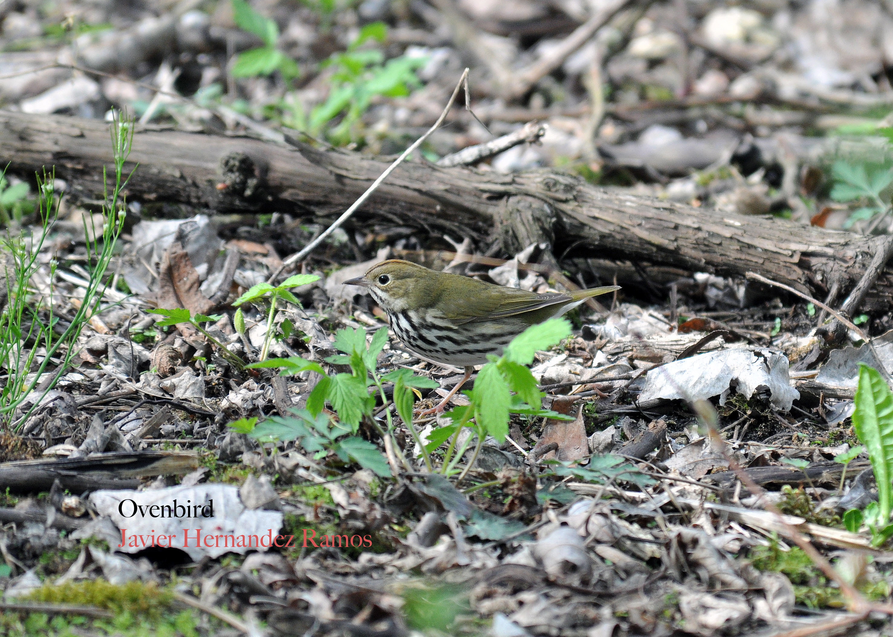 OHIO 5/2013 | Pizpita Dorada