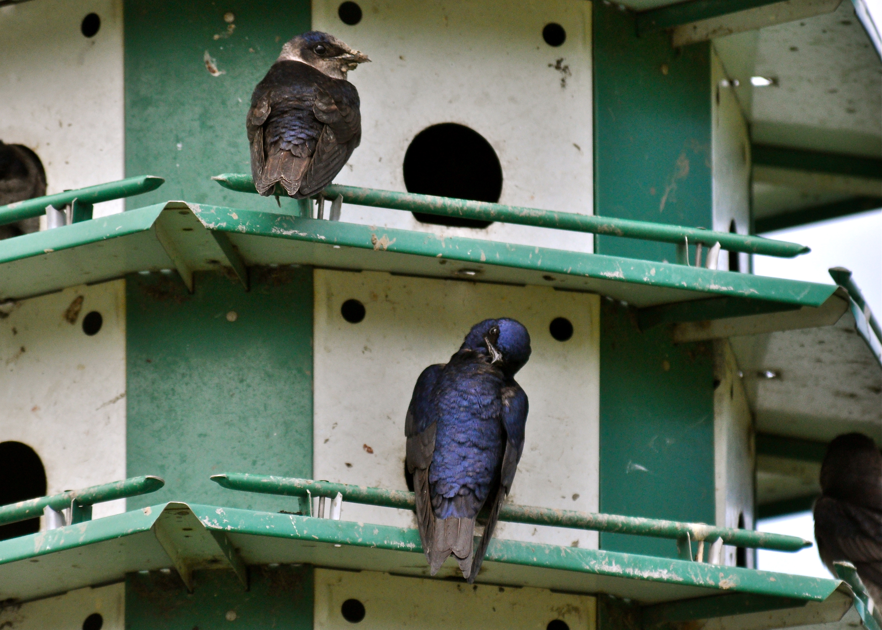 ohio 5/2013 | Golondrina Púrpura