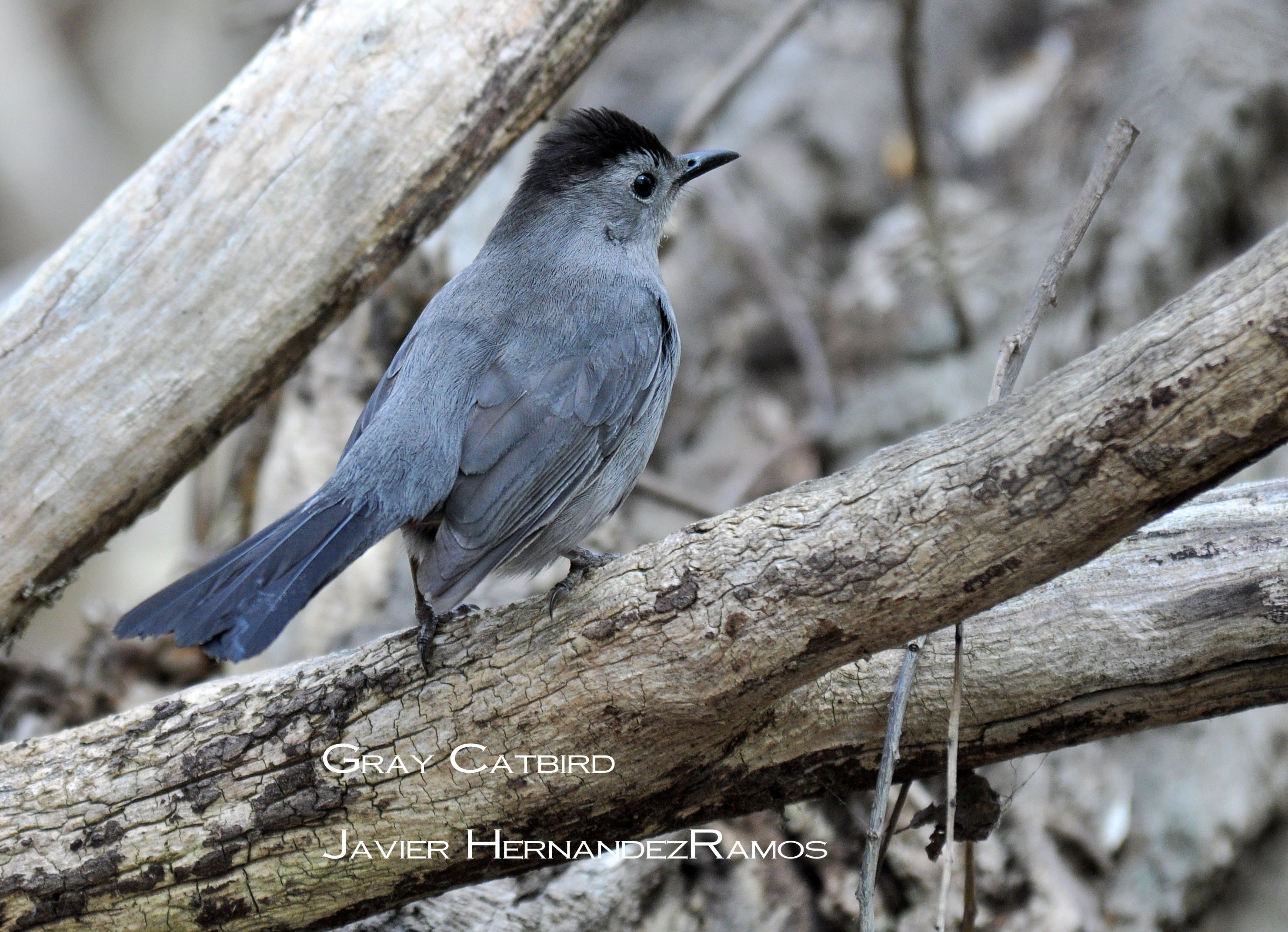 OHIO 5/2013 | Maullador Gris