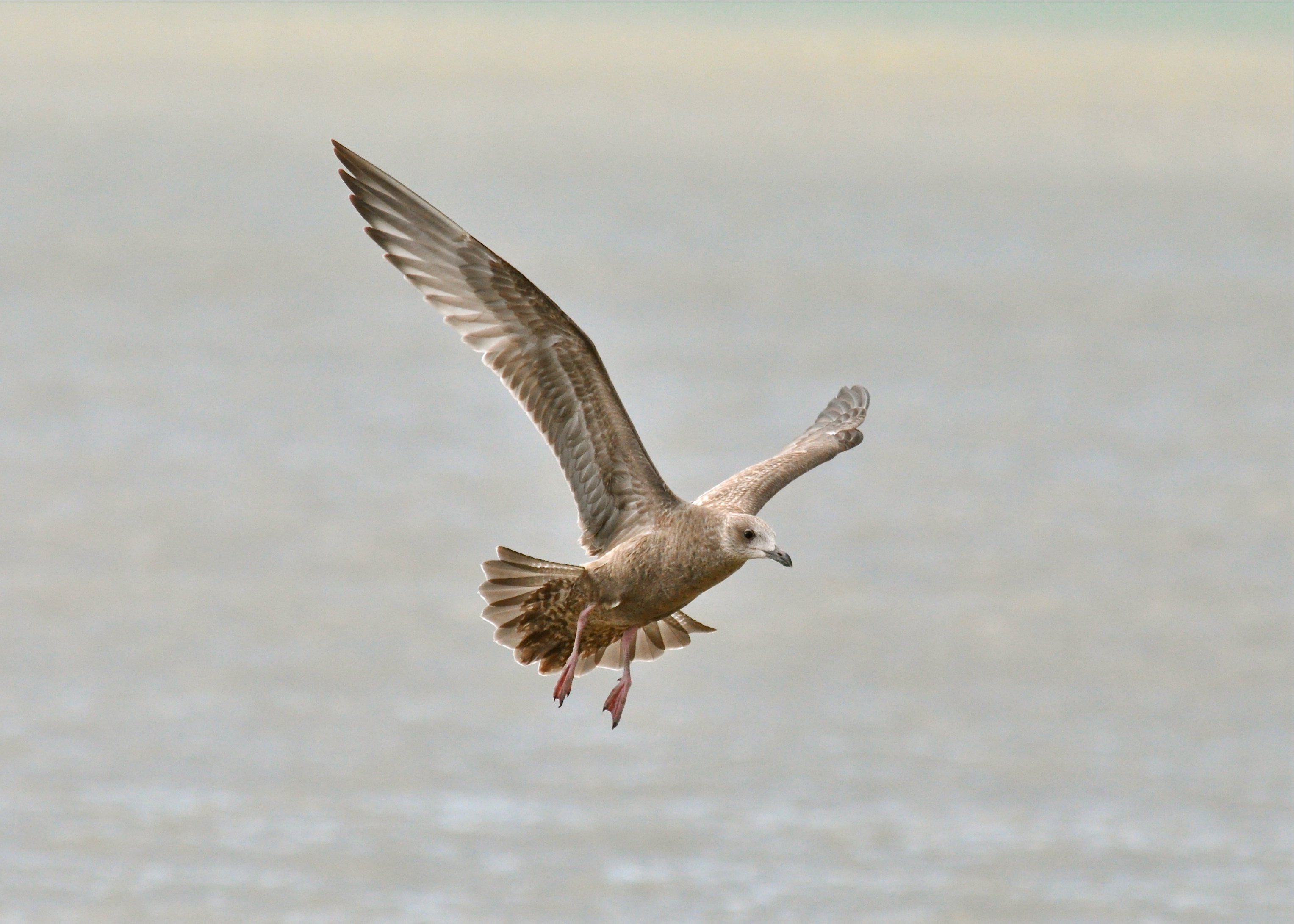 MAYAGUEZ NOV 2012 | Gaviota Argéntea