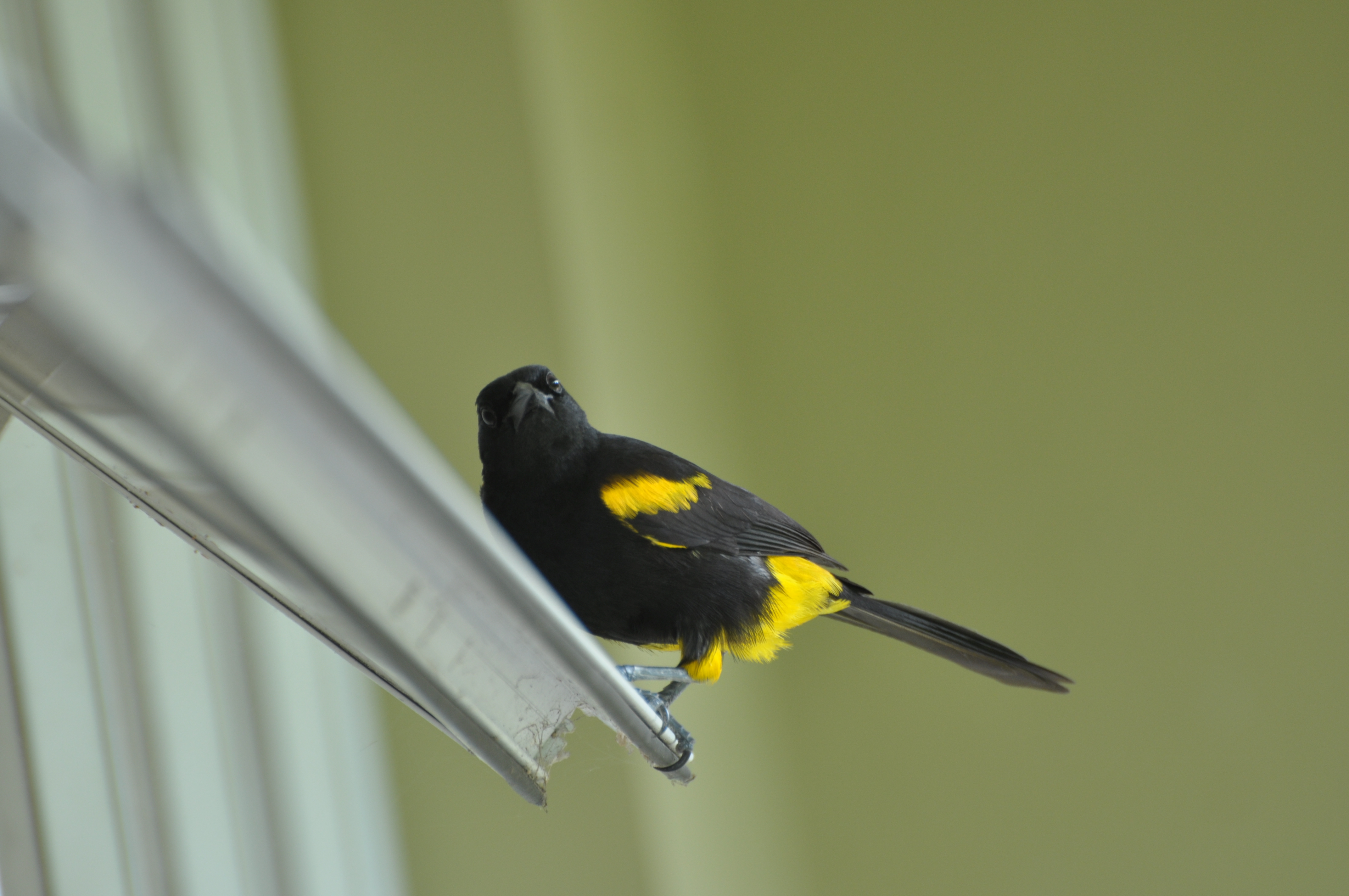 Tomada en Toa Alta | Calandria