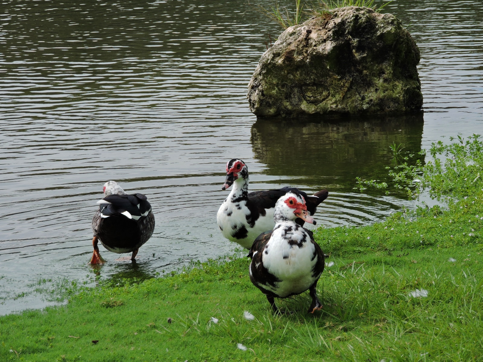 Varios miembros de la especie compartiendo en una charca del municipio de Dorado. | Pato Criollo