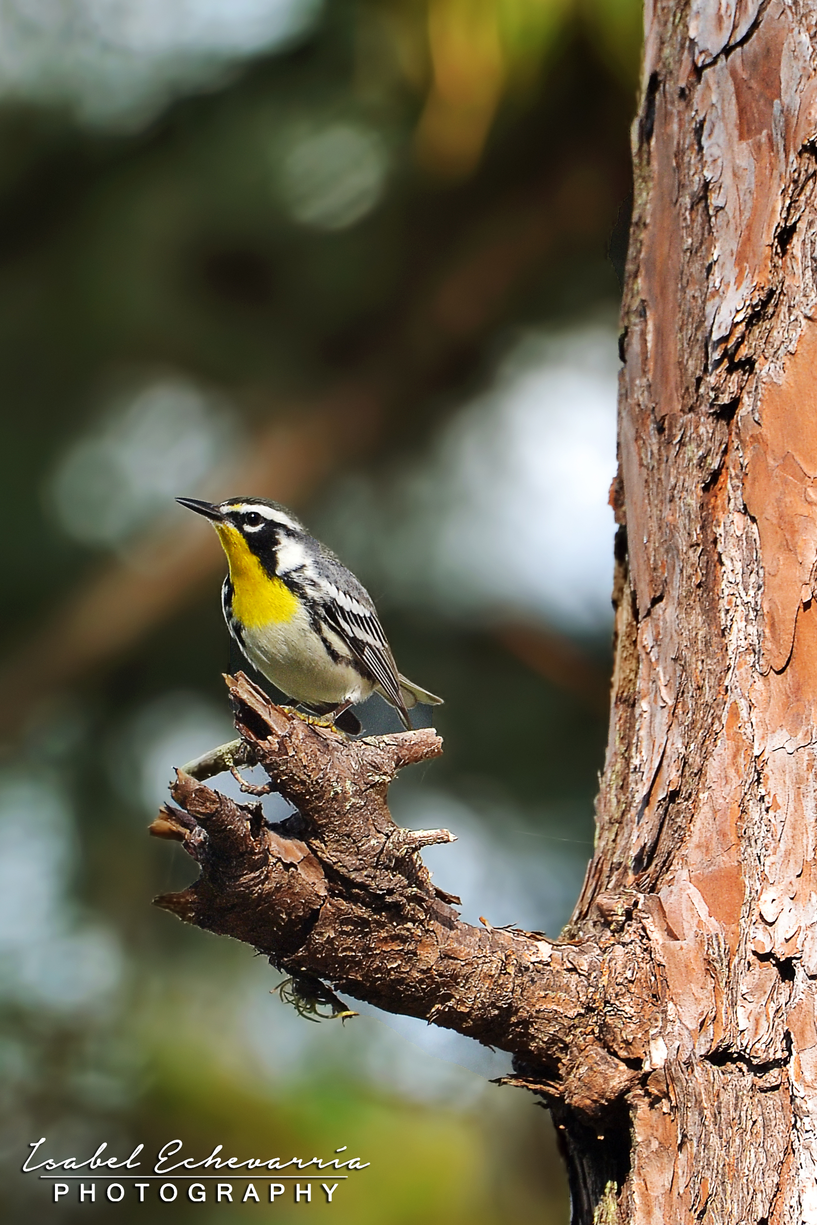 Lago Toa Vaca, Villalba | Reinita Gargantiamarilla