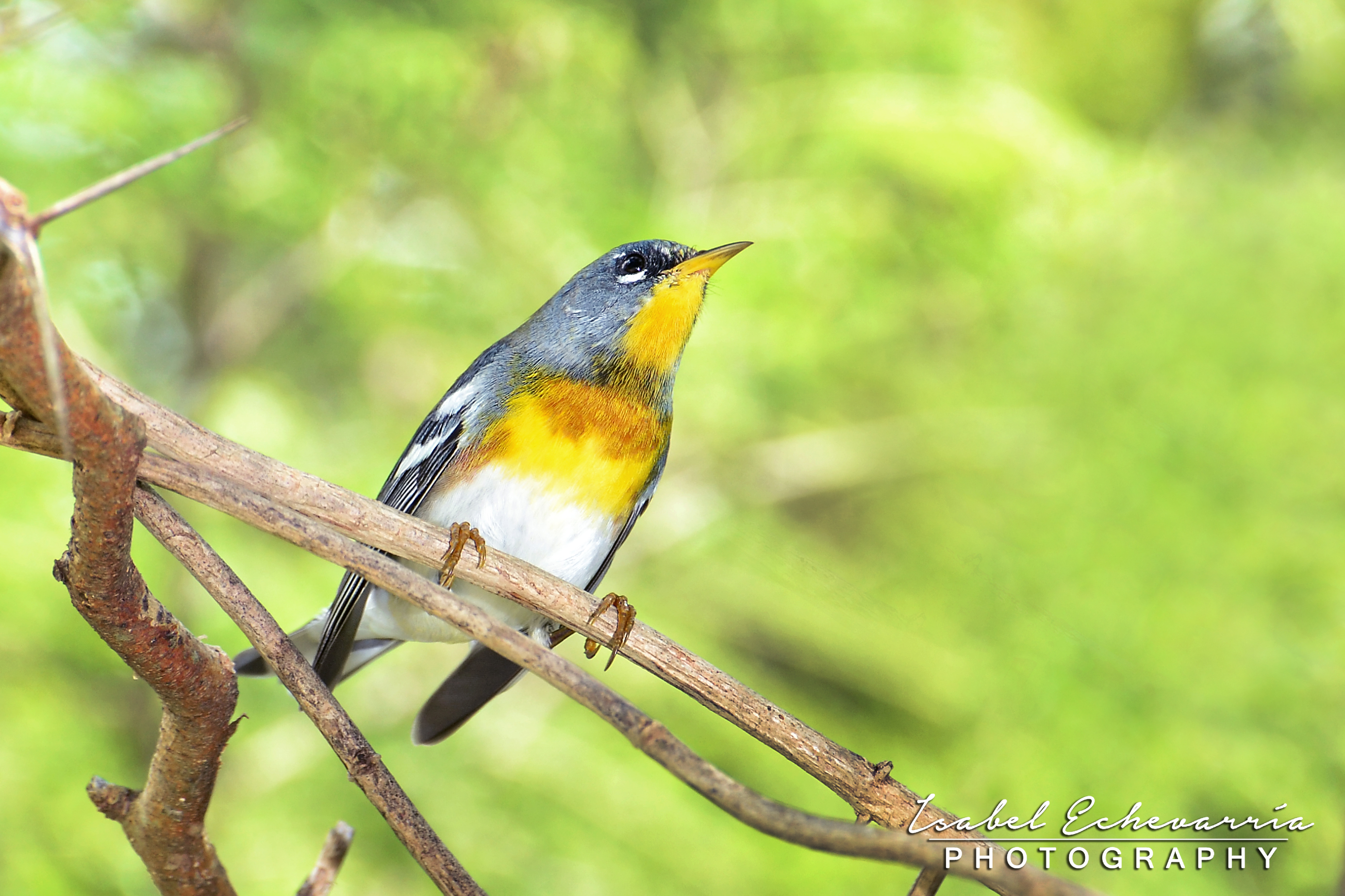 Reinita pechidorada, Guayanilla PR | Reinita Pechidorada