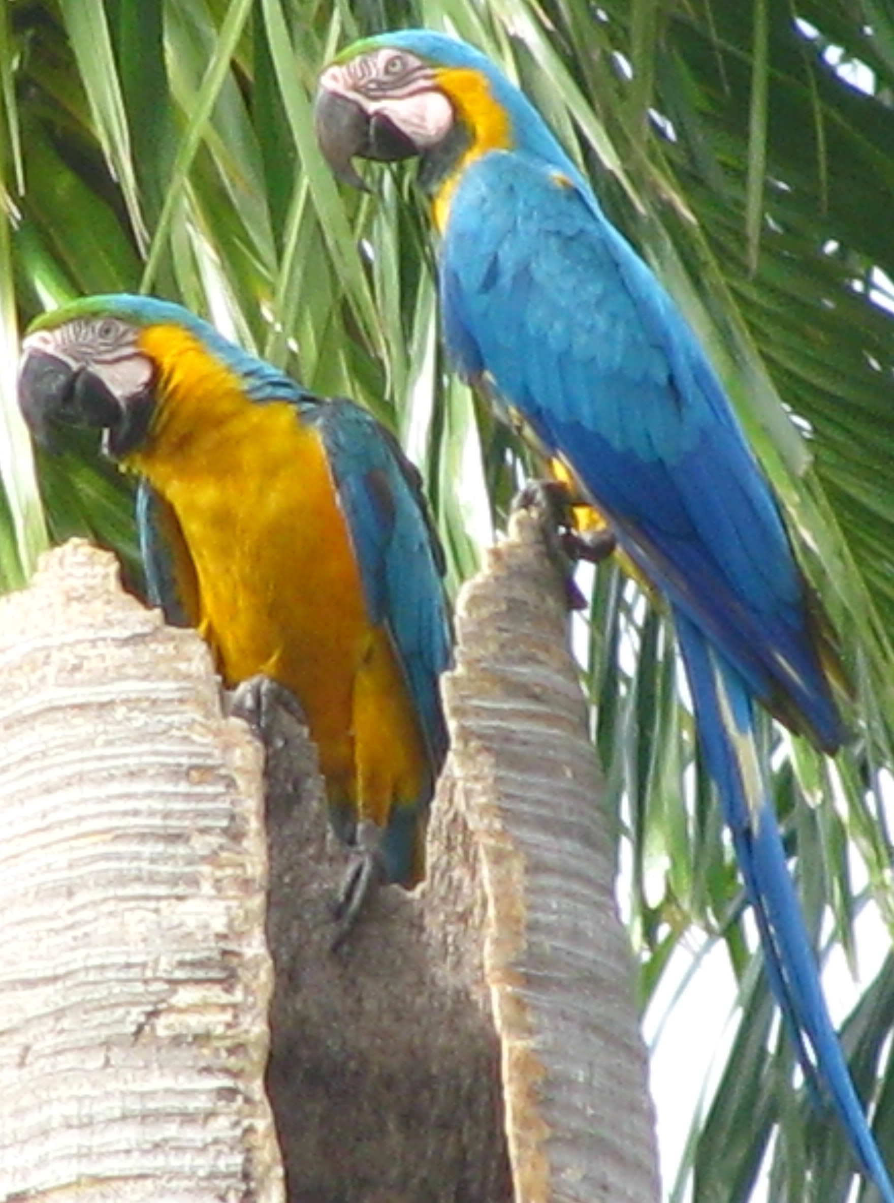 En su nido | Guacamayo Azuliamarillo