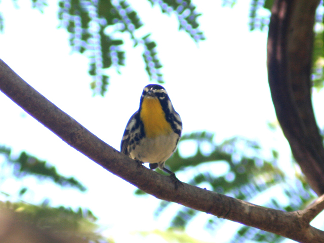 Reinita de Garganta Amarilla | Reinita Gargantiamarilla