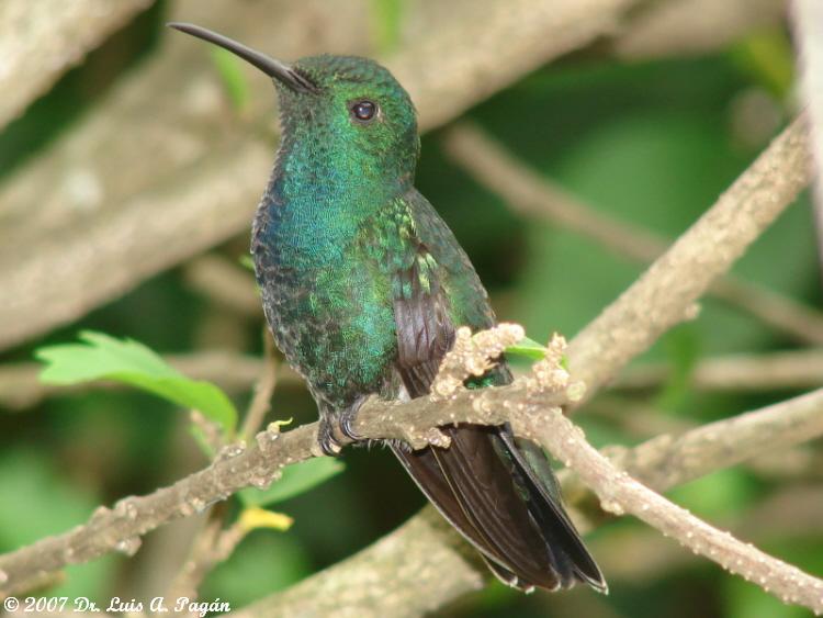 Zumbador Verde de Puerto Rico | Zumbador Verde